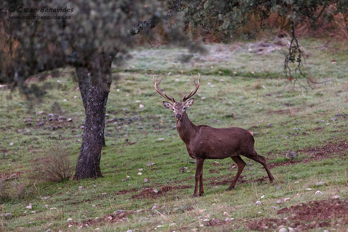 Oscar Benavides. Fotografía de naturaleza. Ciervo / Deer