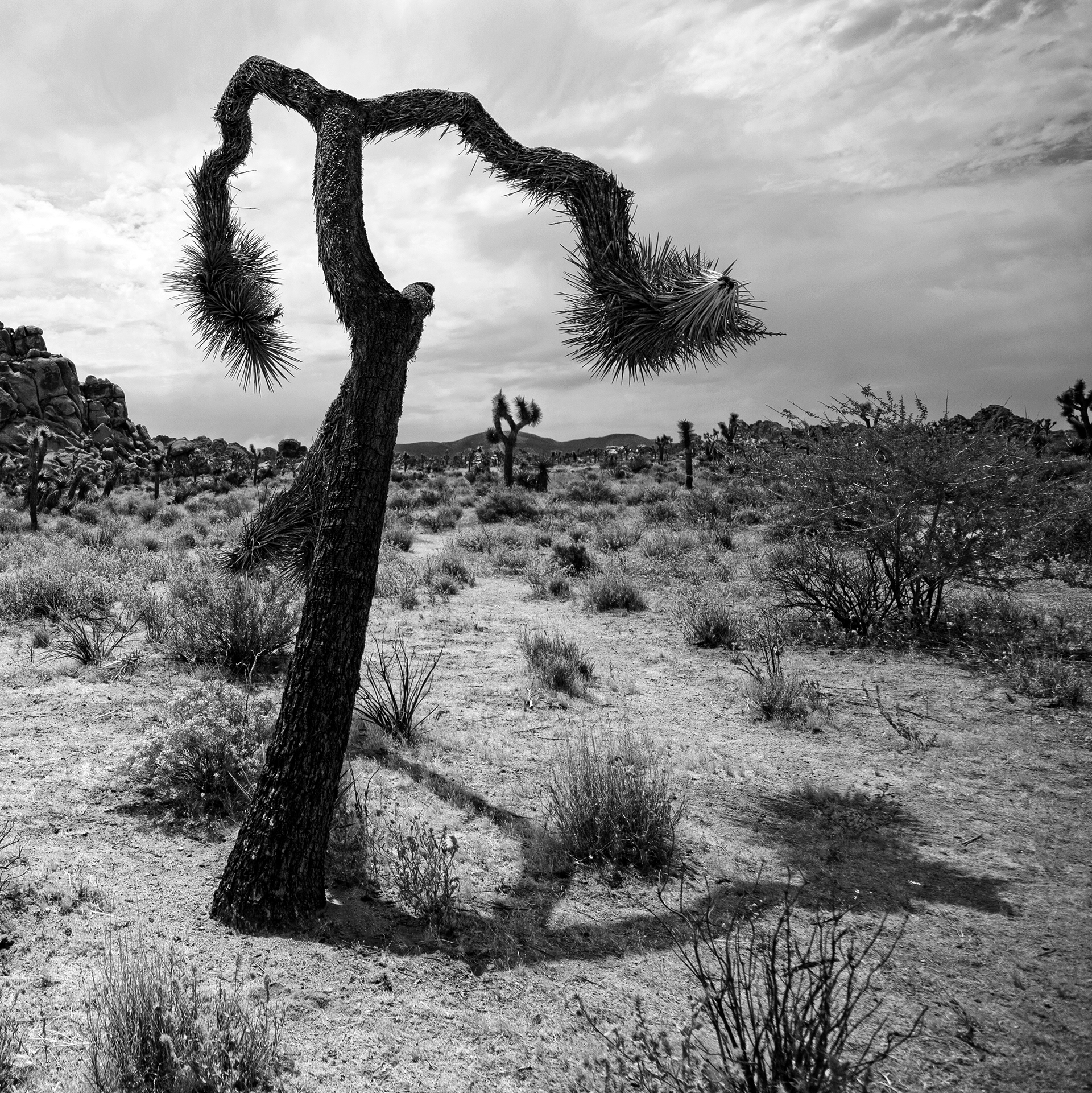 Joshua Tree