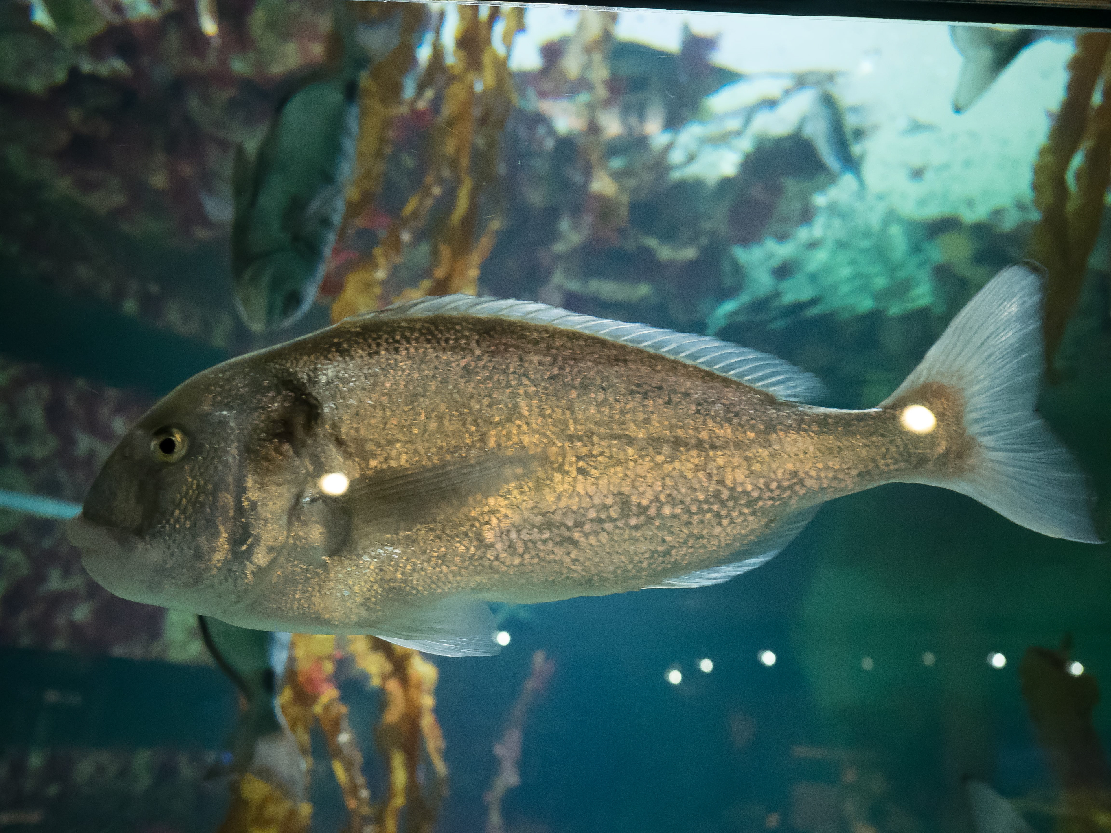 Fish