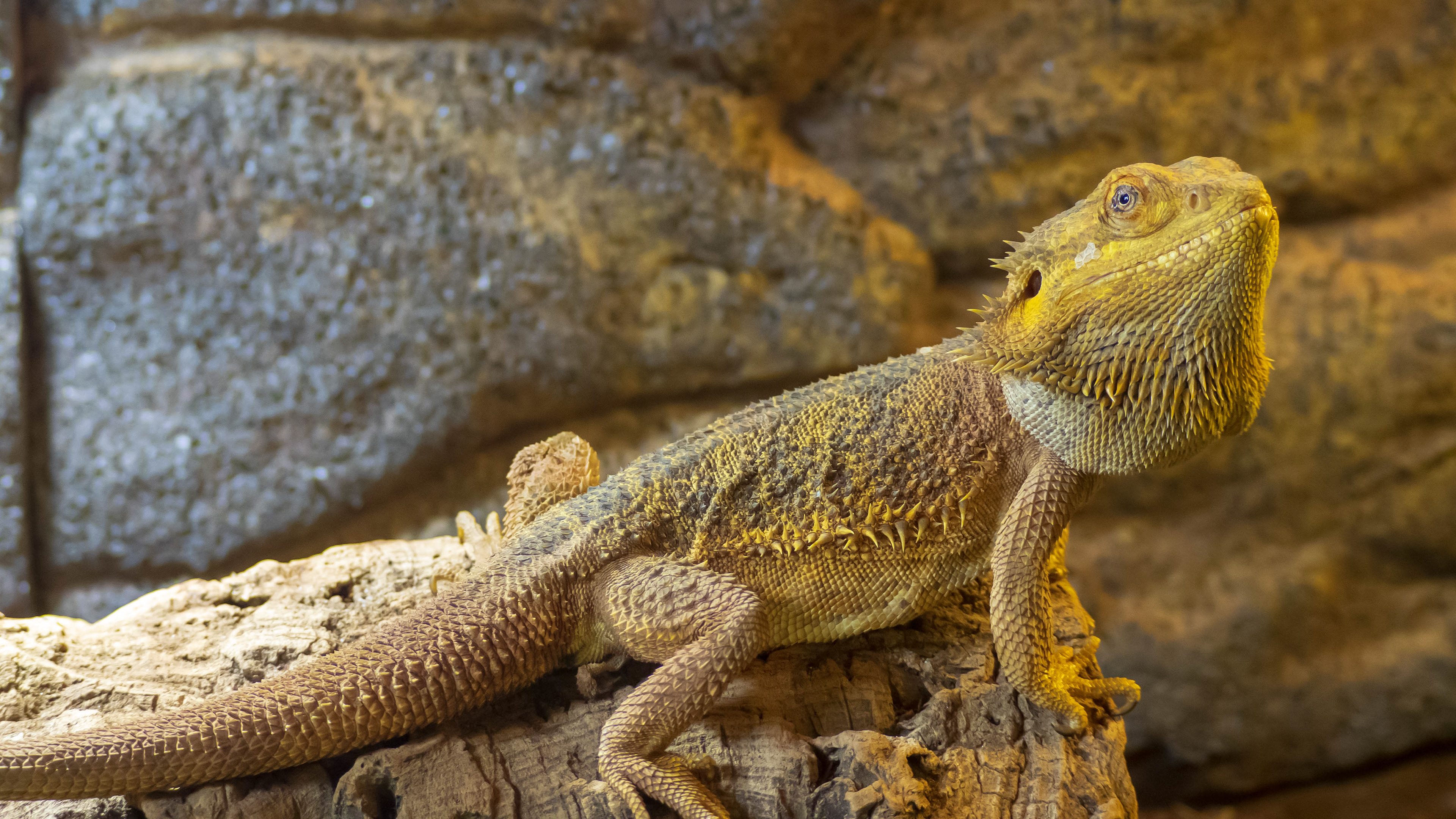 Picture of a bearded dragon