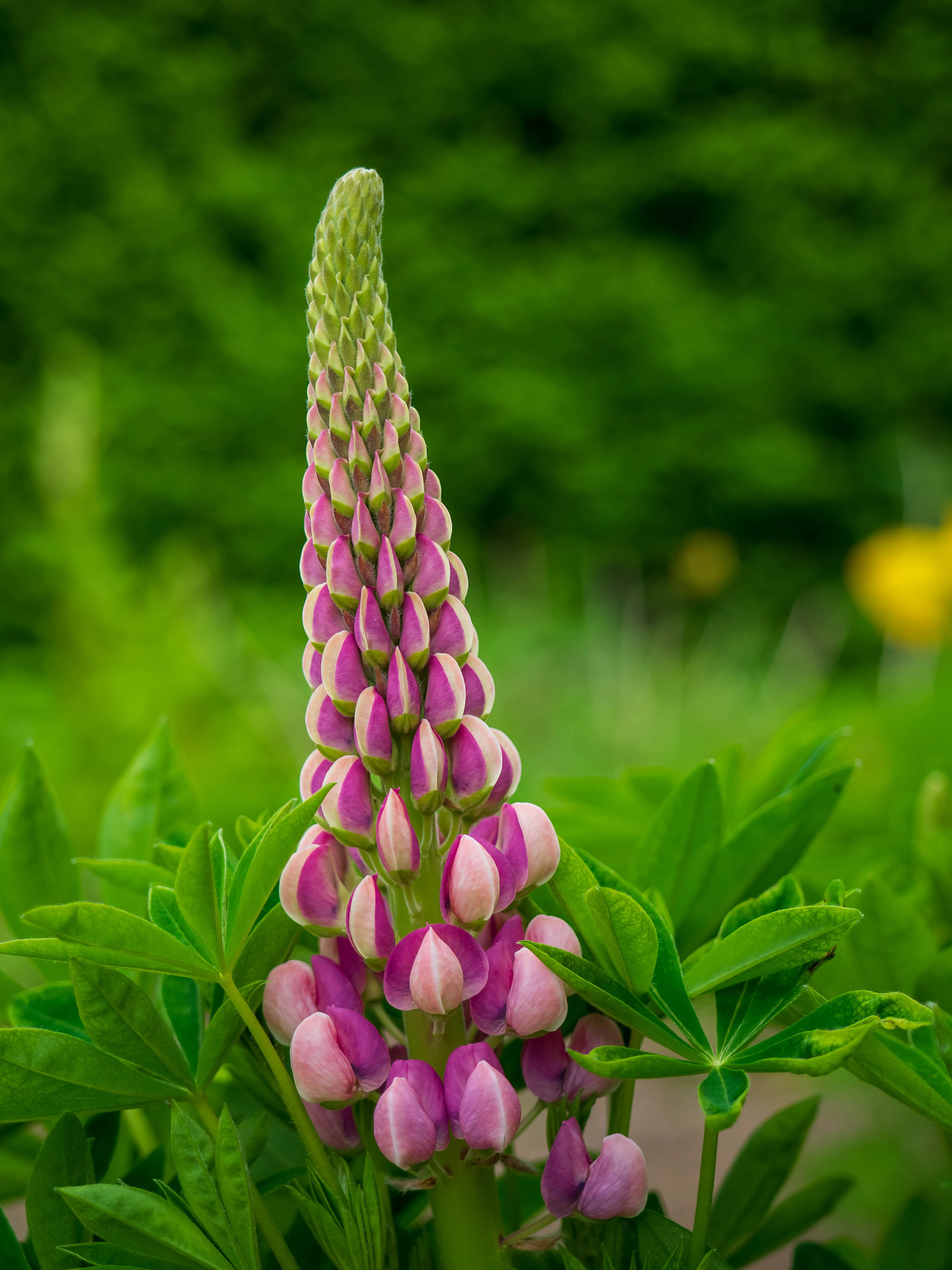 Foxglove