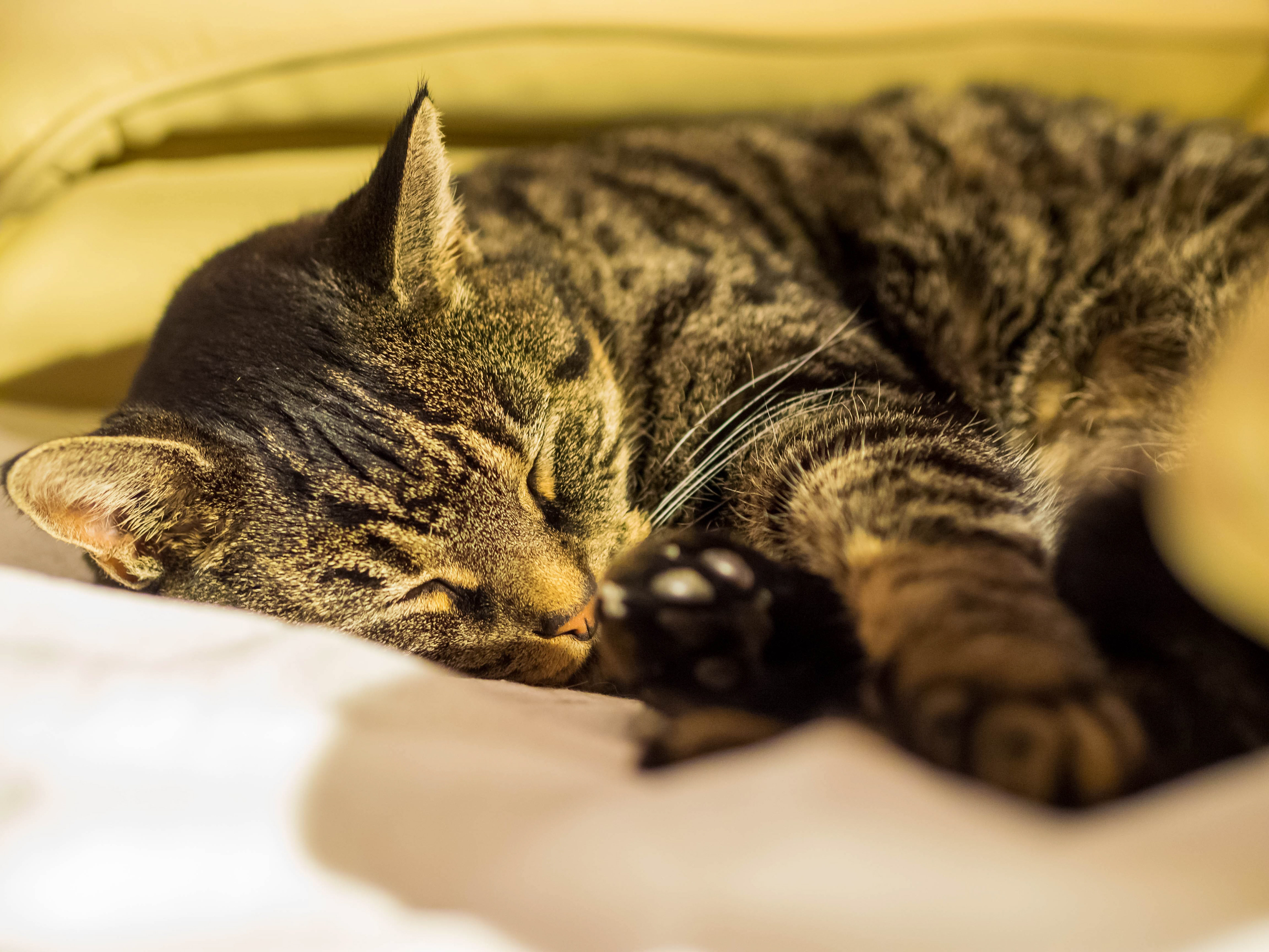 Hunter is Sleeping