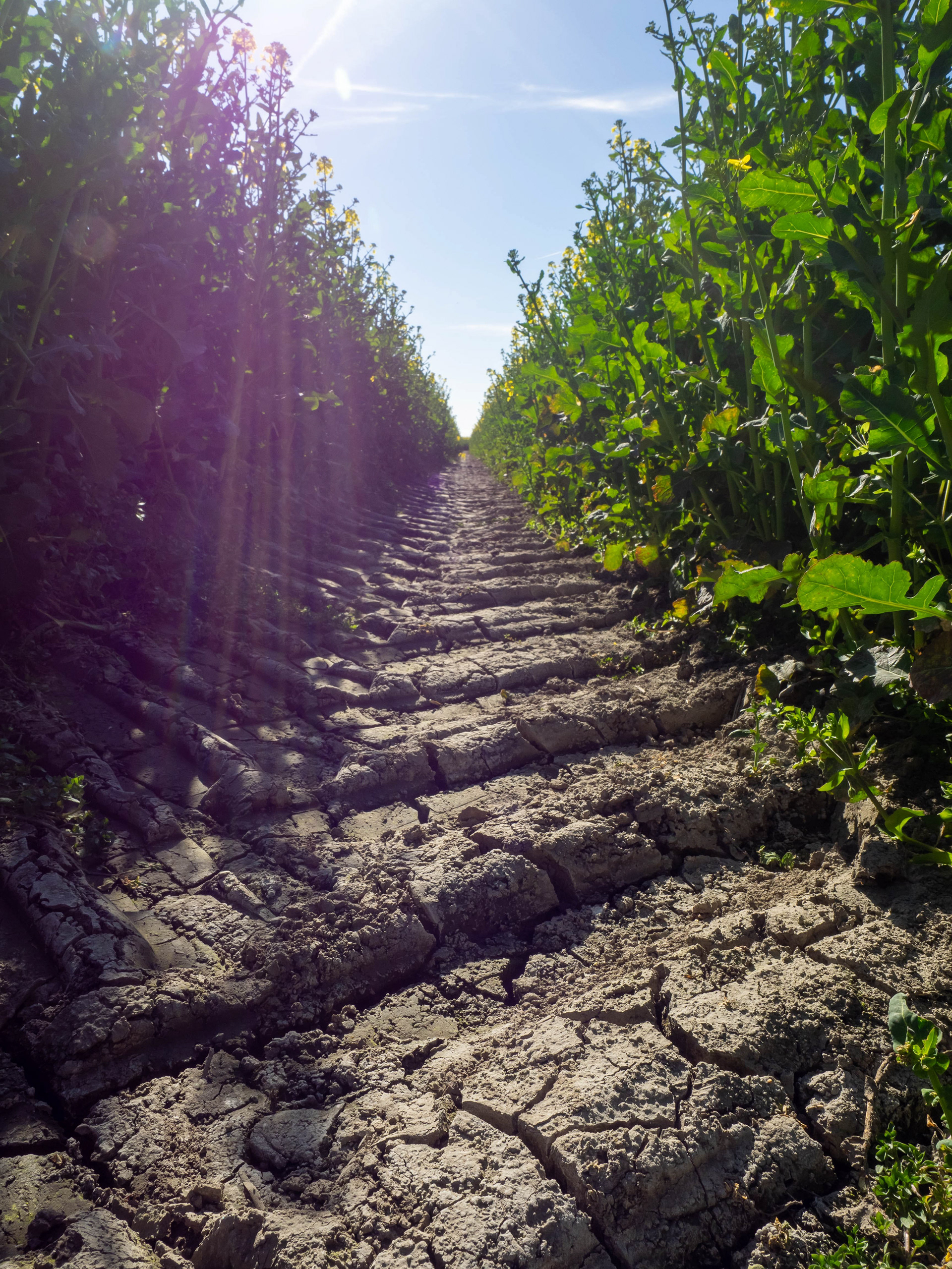 Dry Ground