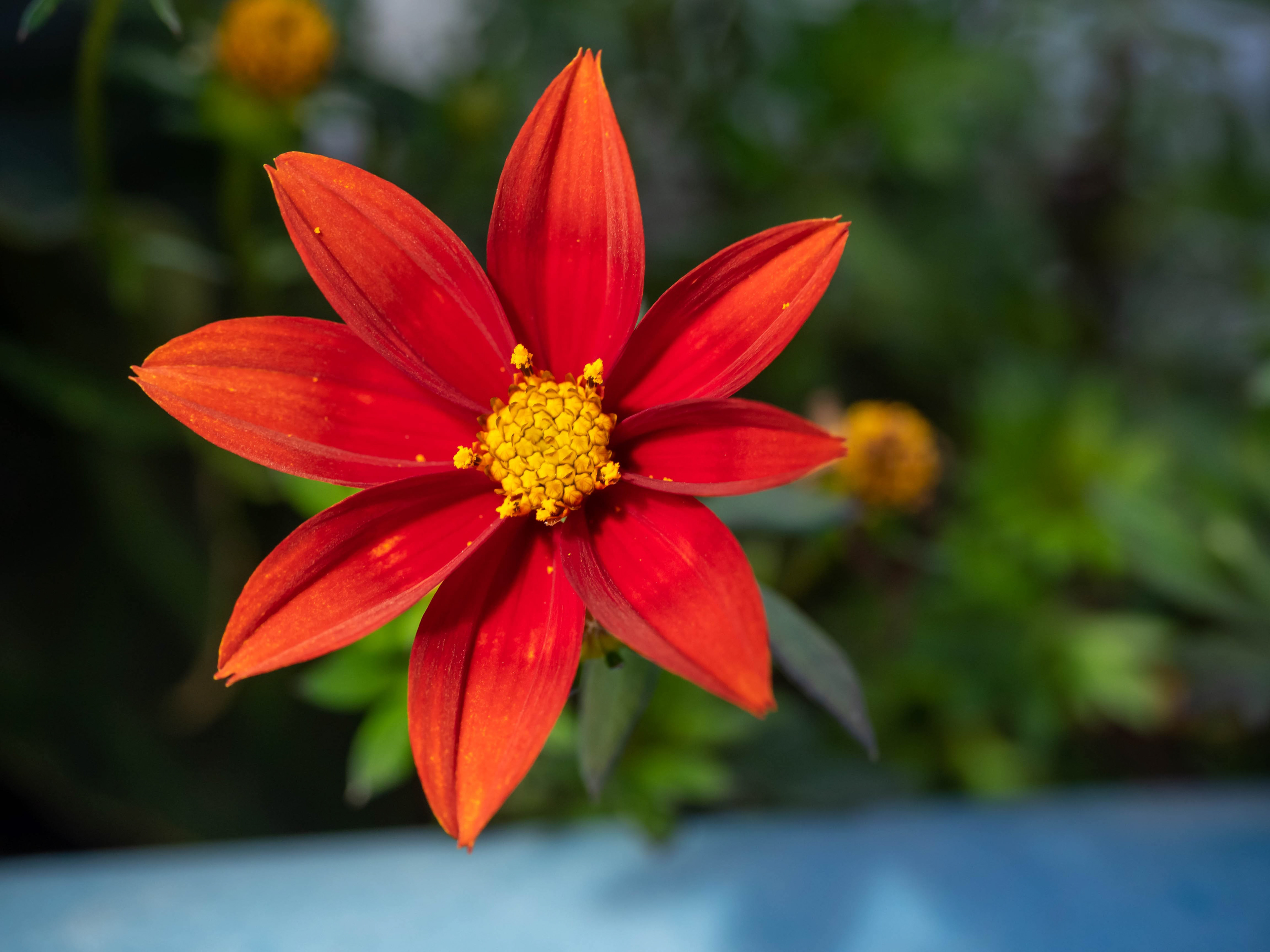 Gazania-Flower