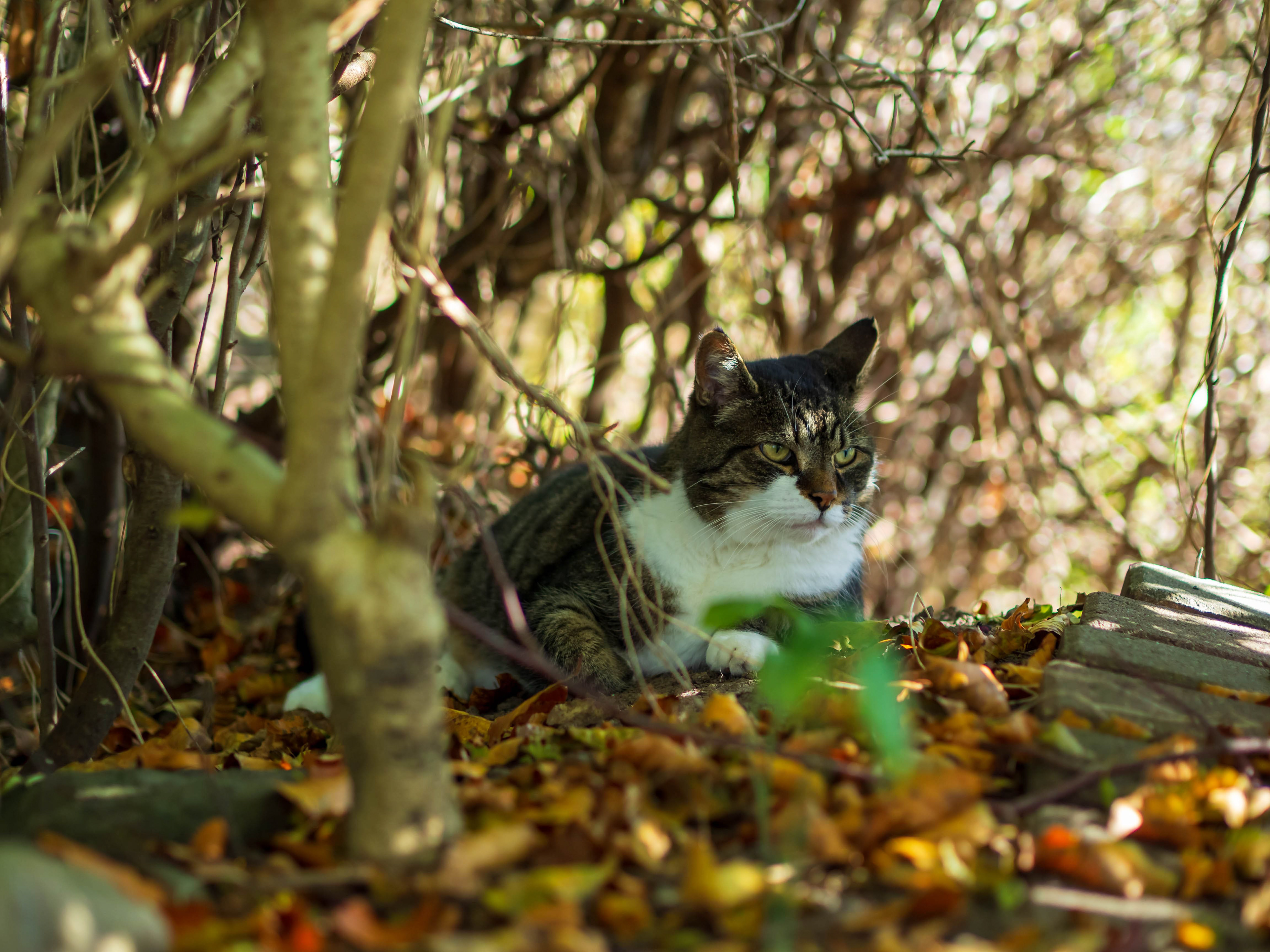 Cat looks out