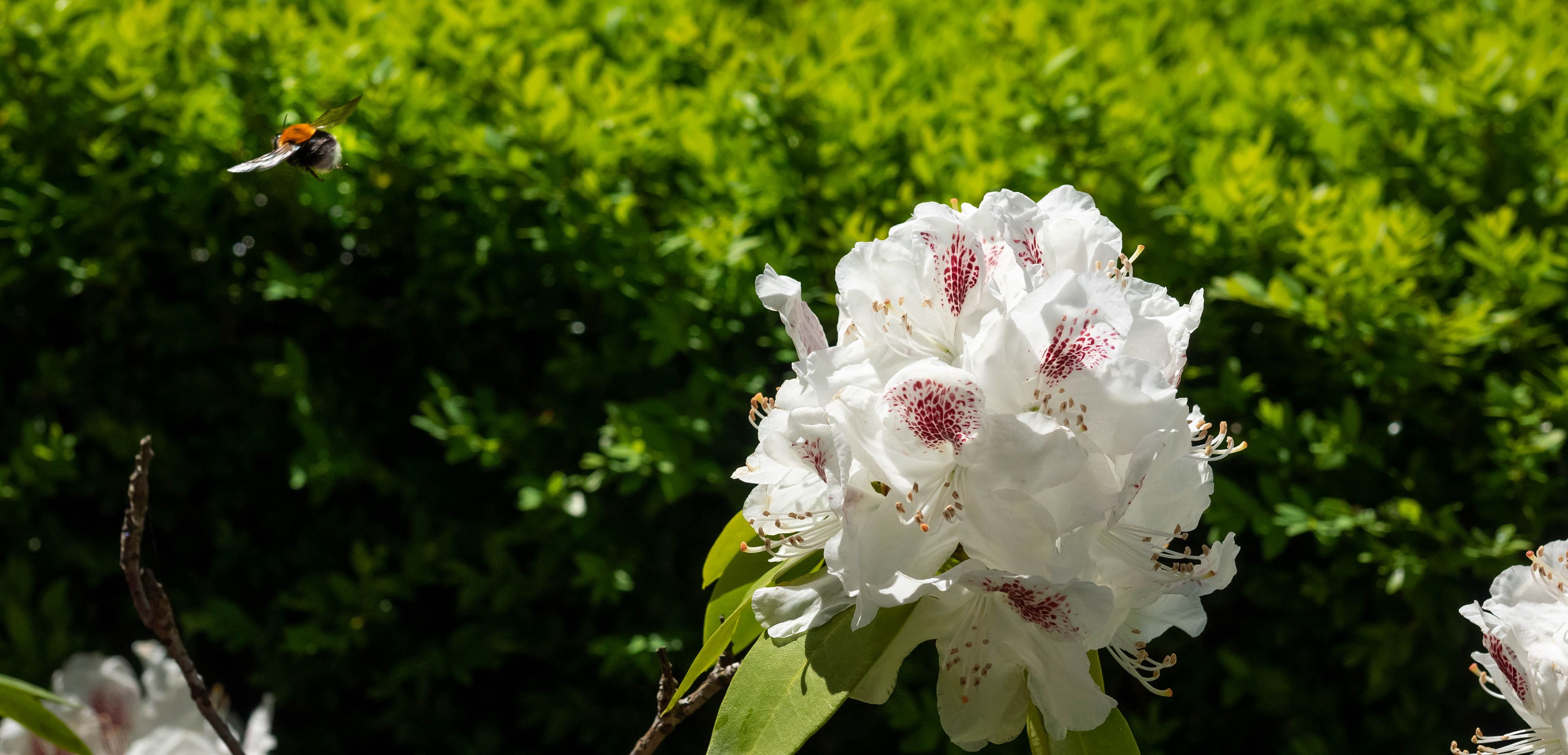 Bee near Rhododendron