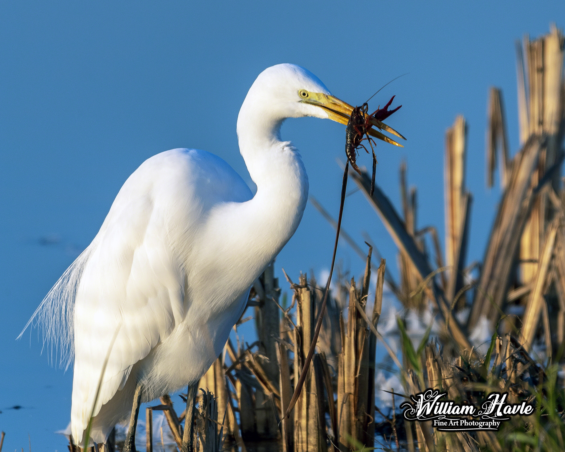 Great Egret Feeding Time