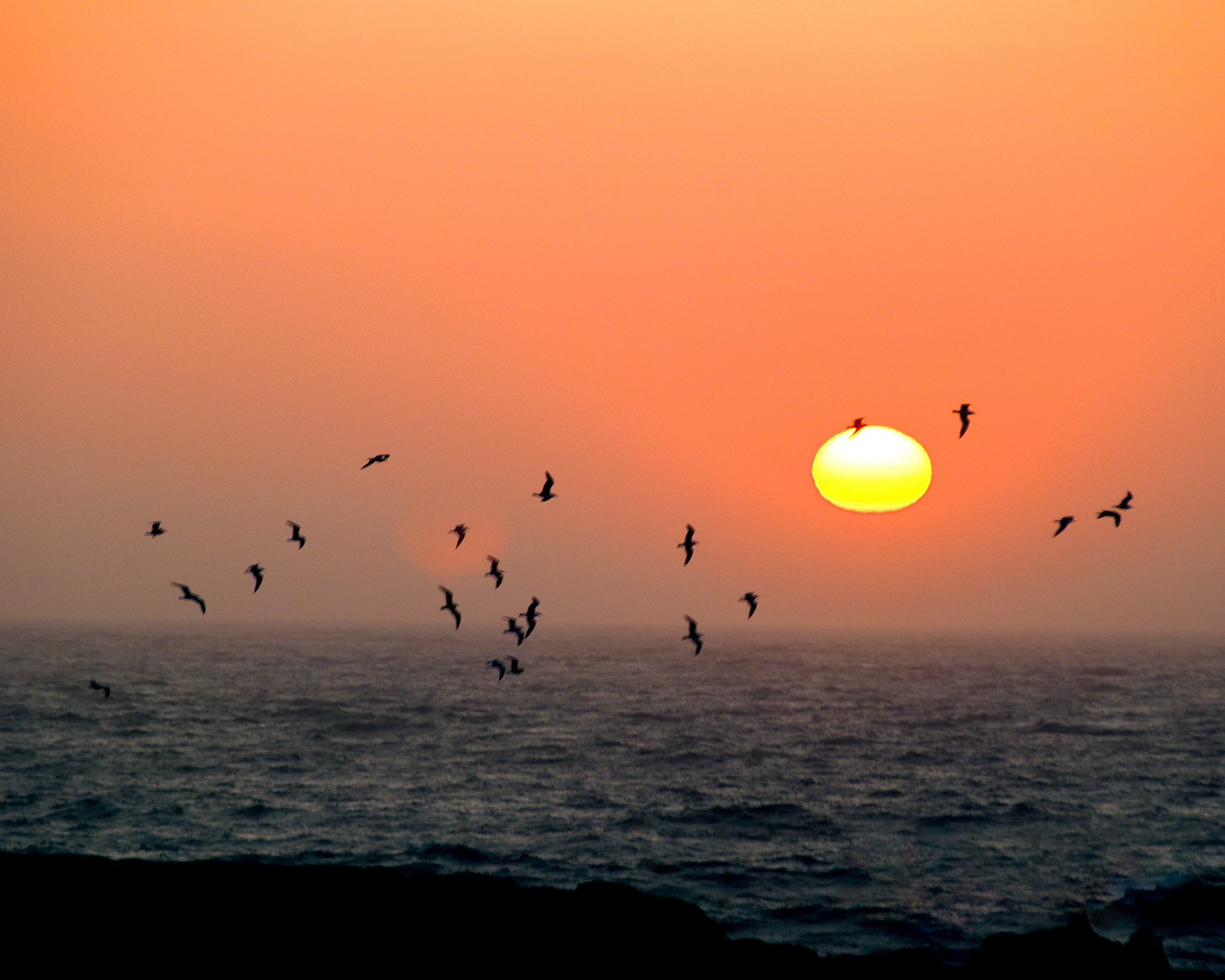 Seagulls on Sunset