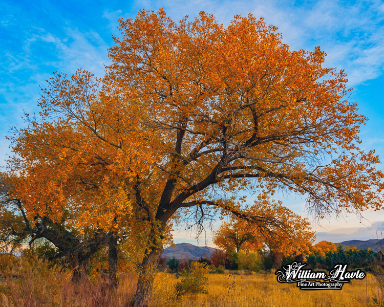 Scenic Sierra Autumn