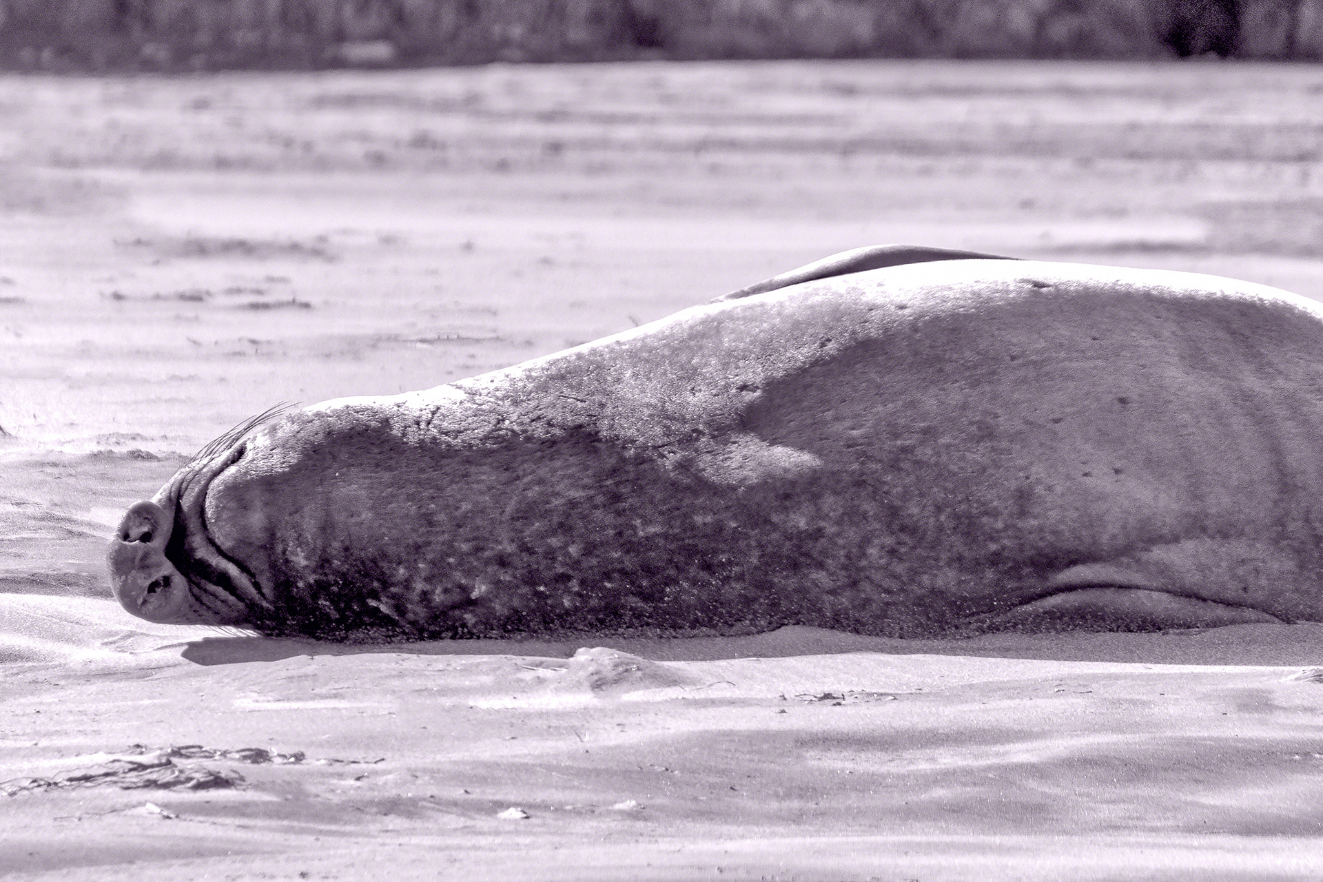 Elephant Seal Nap On The Beach