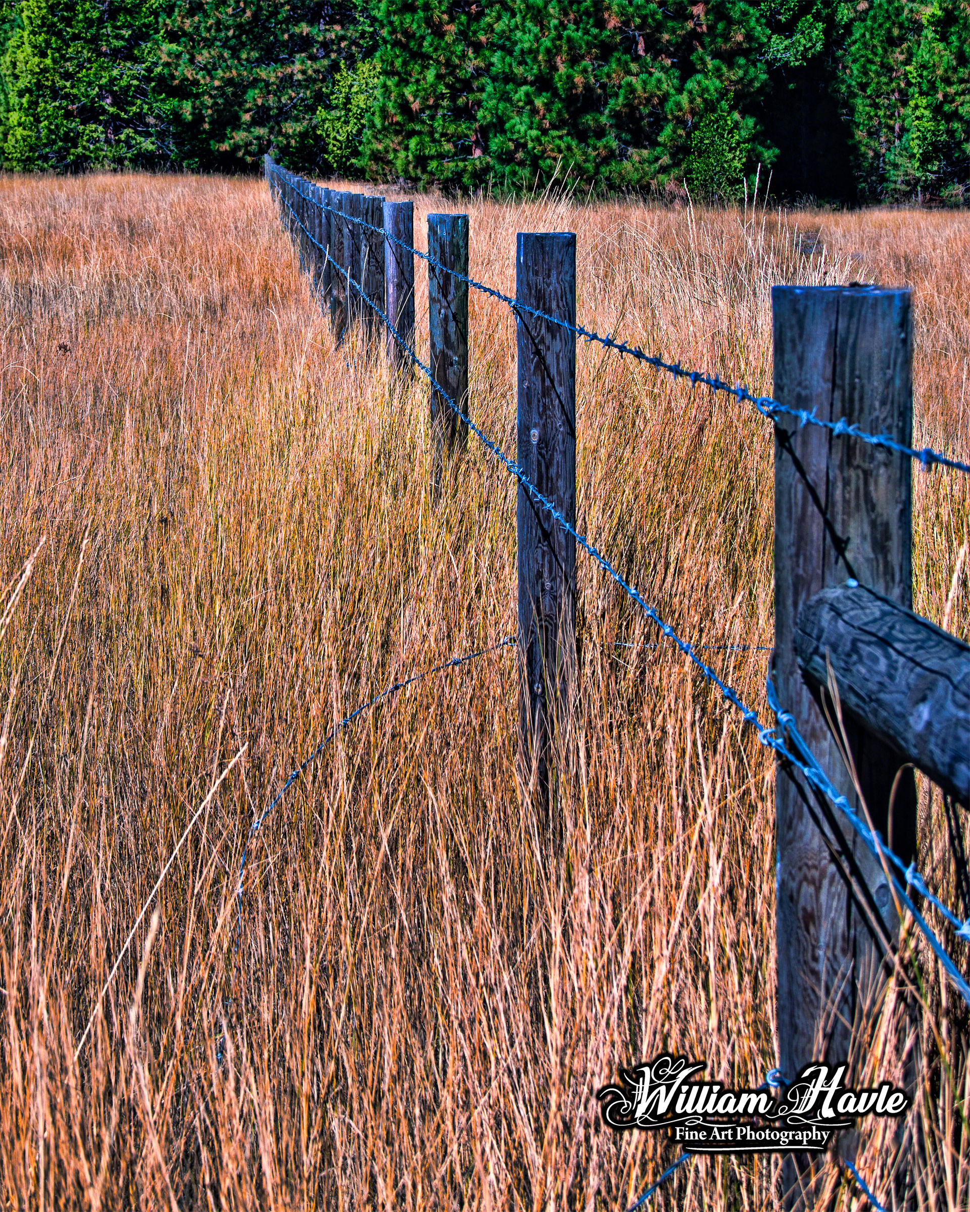 Barb Wire in the Grass