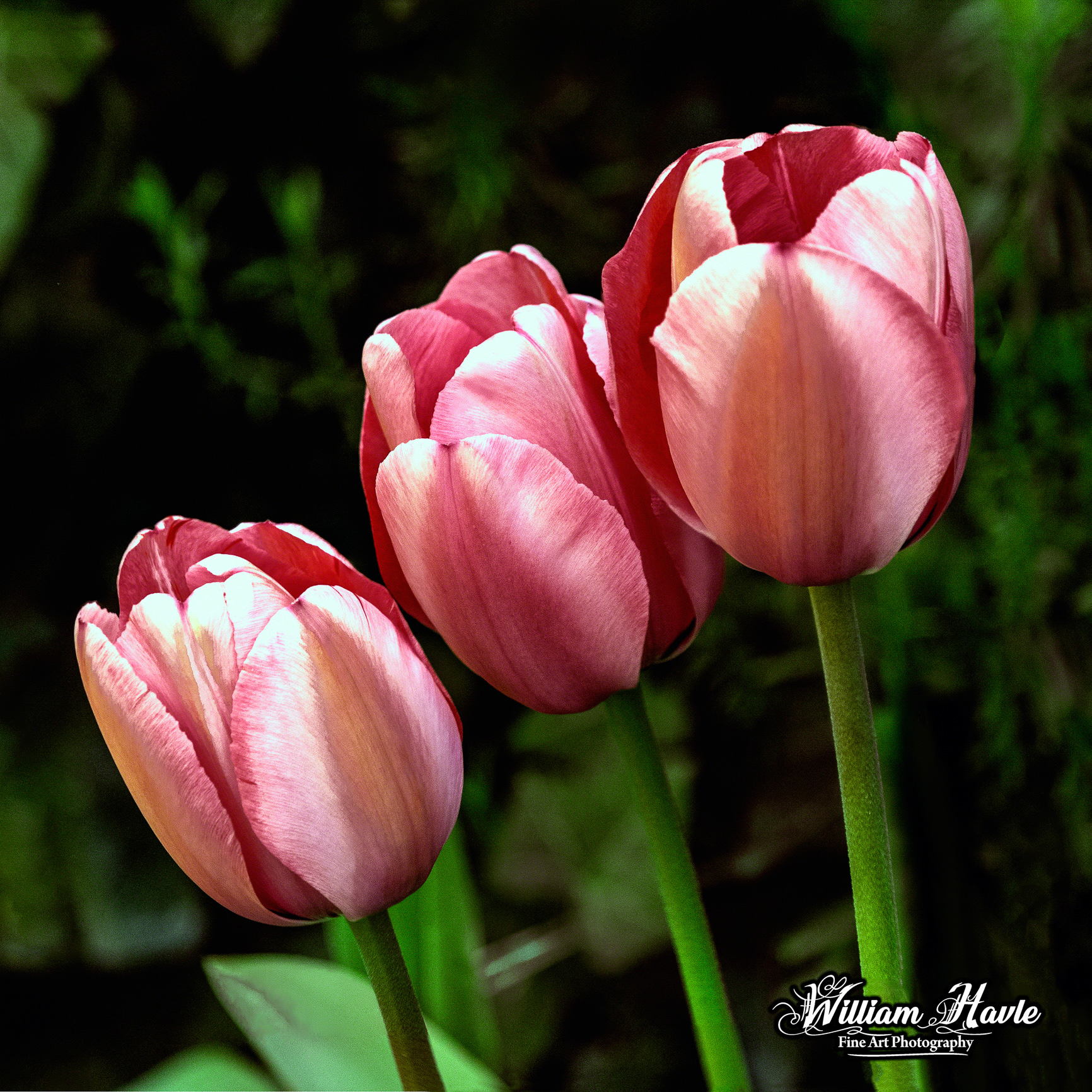 Three Tulips