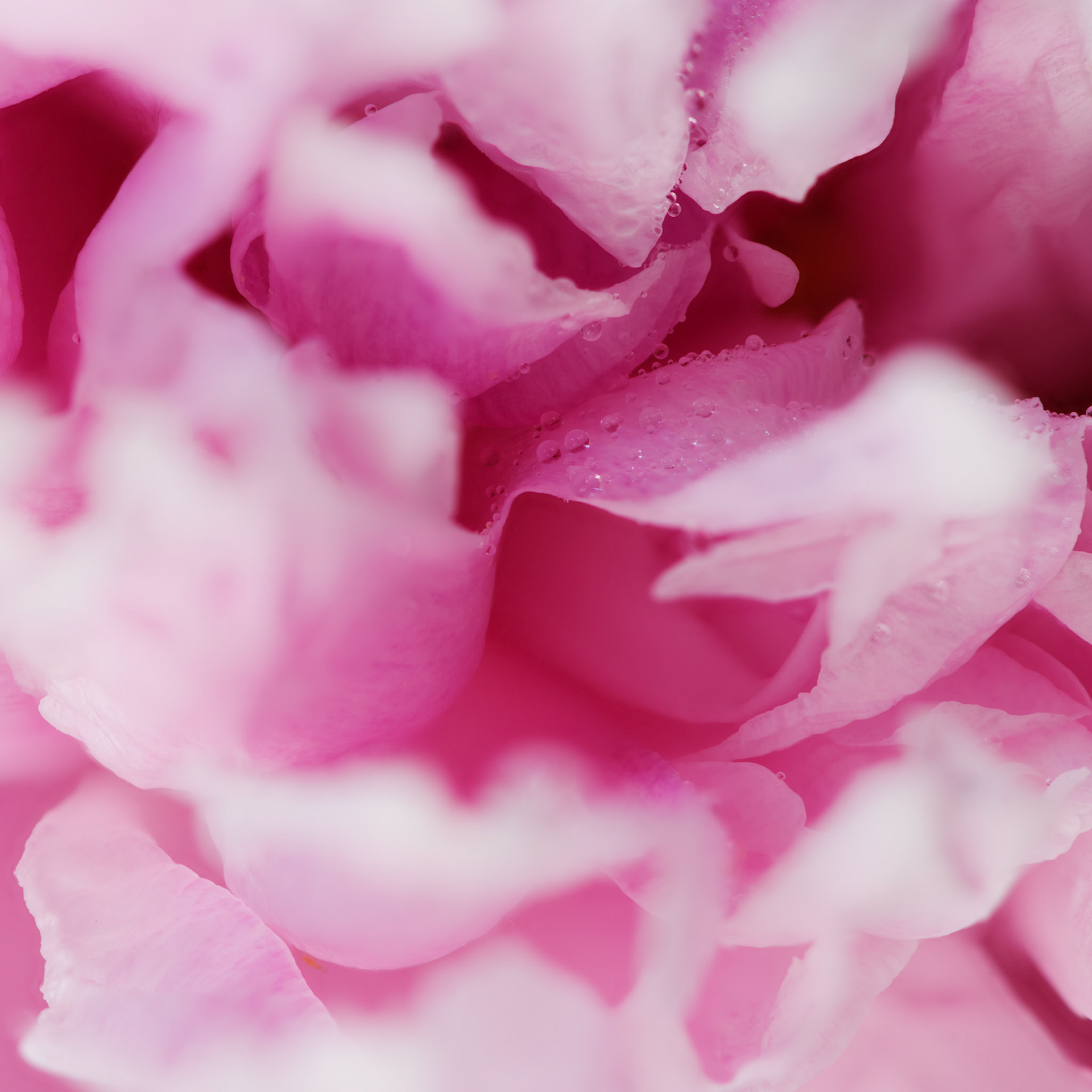 Peonies VII