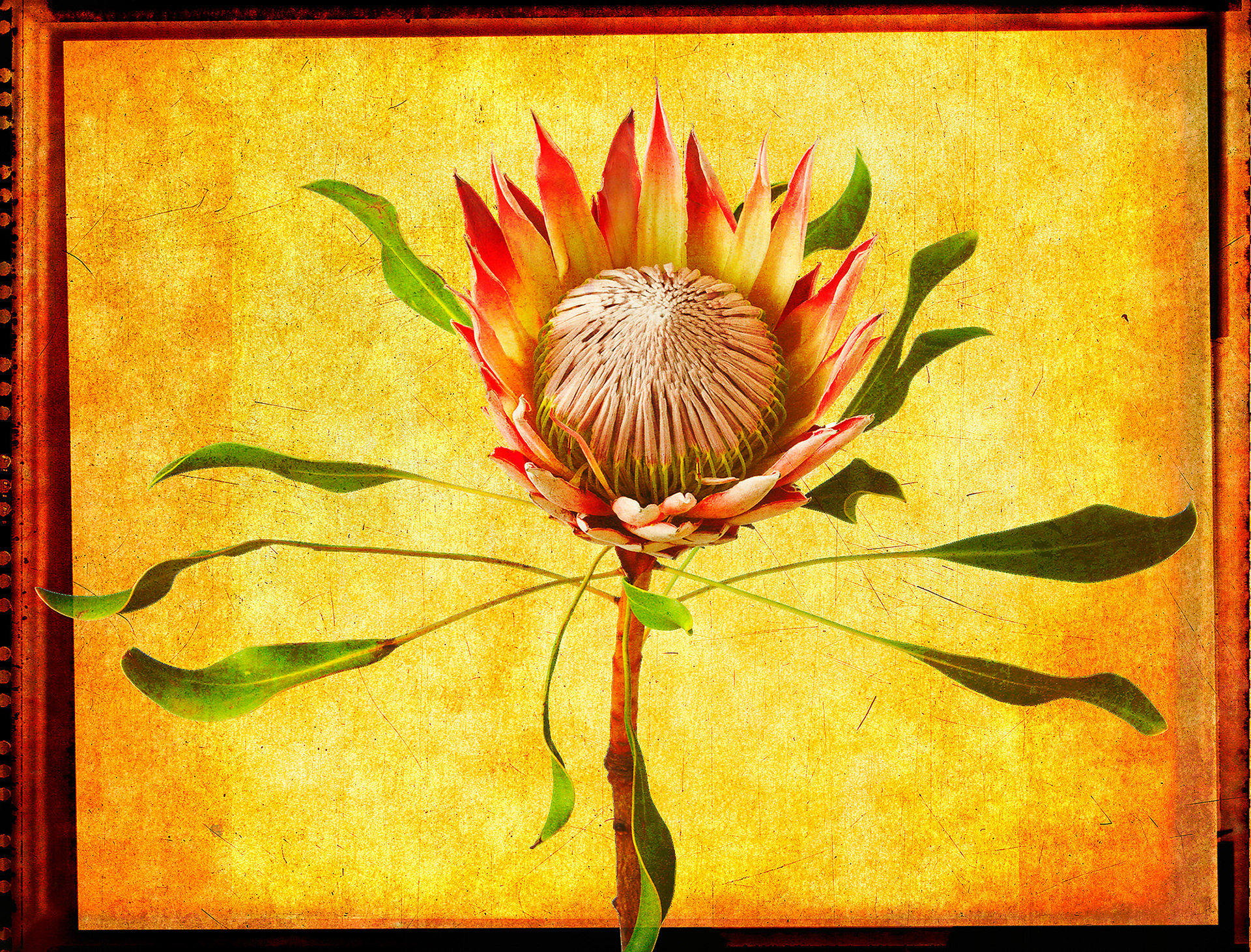 Protea