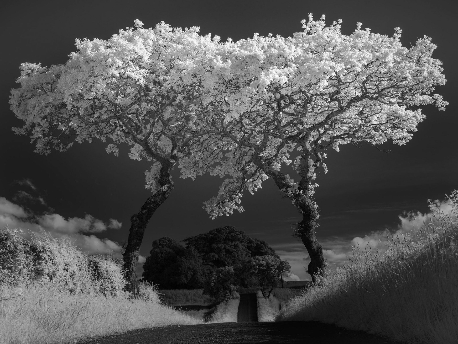 Under the oaks