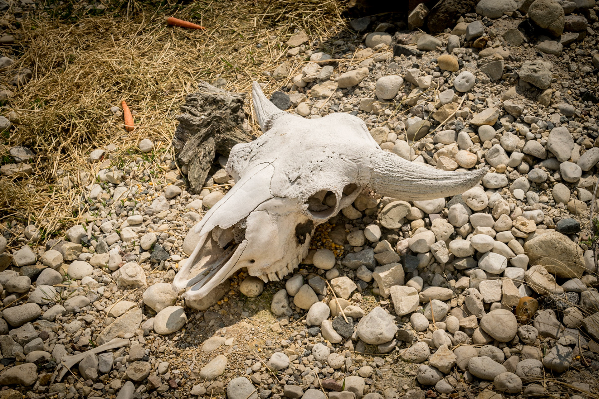 Shalom Wildlife Zoo - 2016-05 - 0232