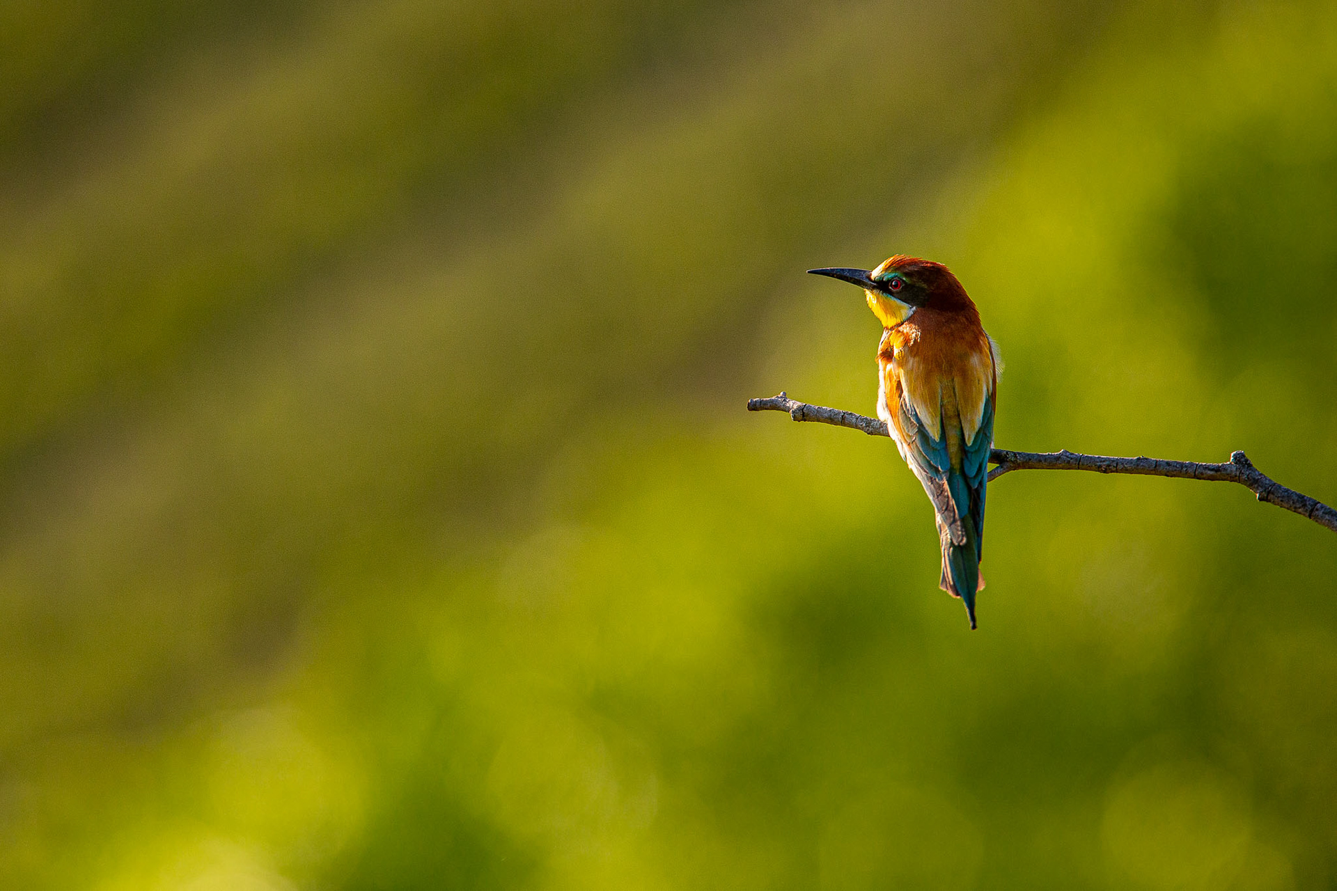Vlha pestrá (Merops apiaster) Morava, Pálava