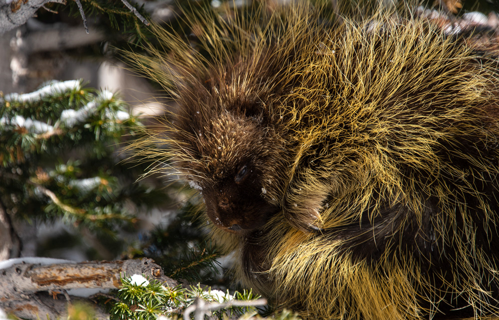 Sleepy porcupine Teddy