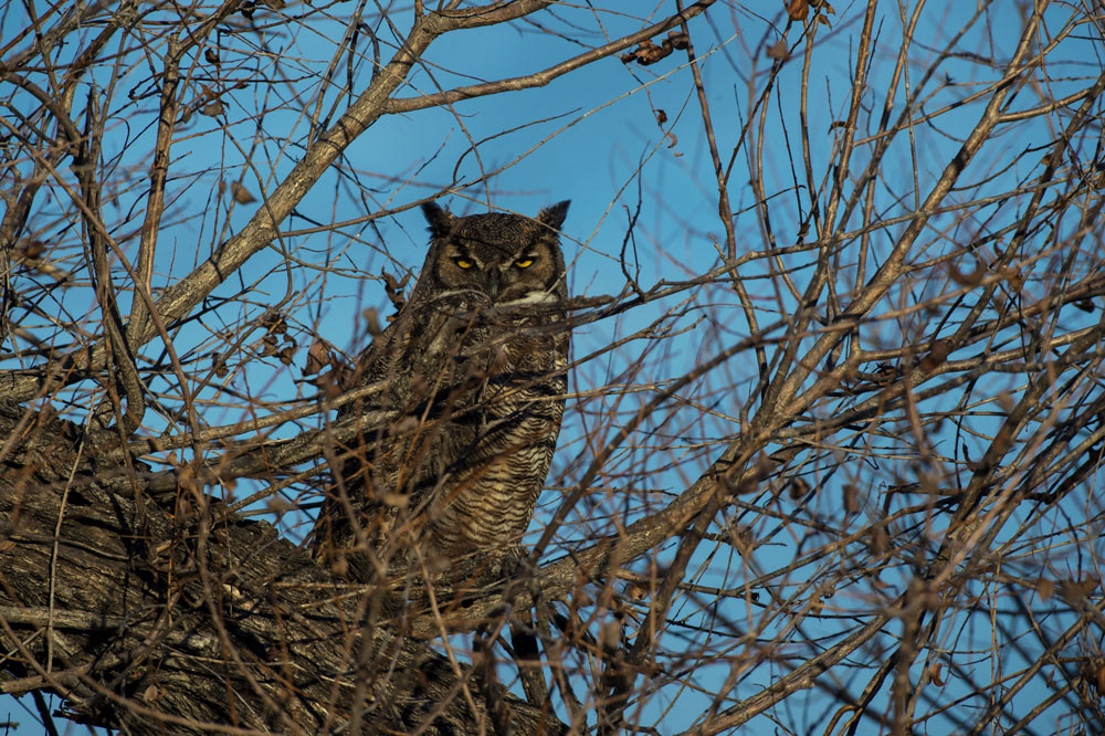 Great Horned Owl in the Sticks