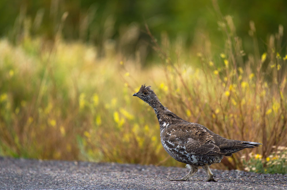 Ptarmigan on the Run