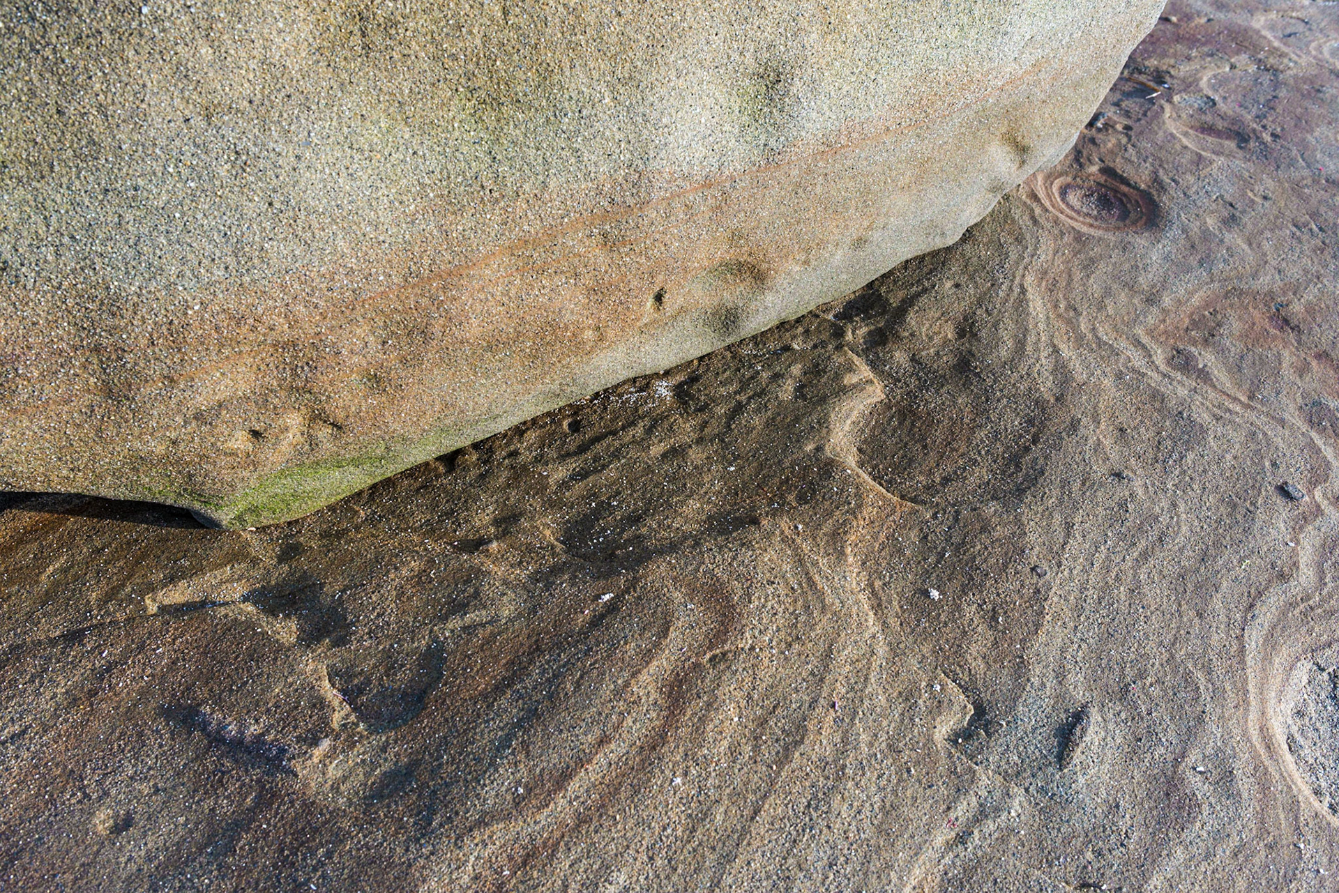 La Jolla Coastal Rock Study 31, 2016