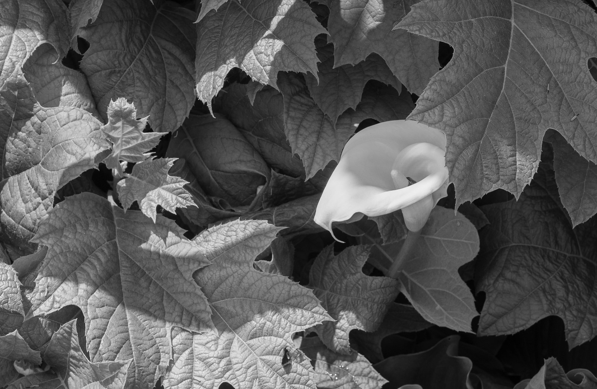 Calla Lily, Cambria, 2019