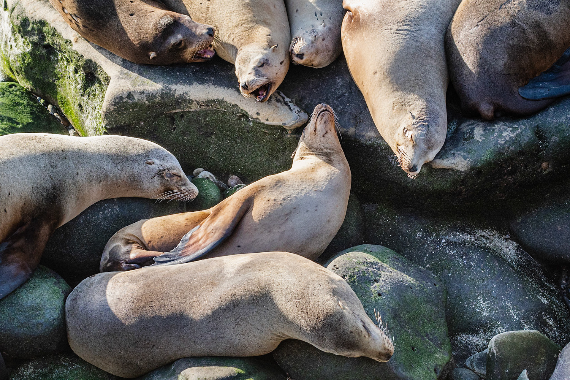California Sea Lions, La Jolla, 2018