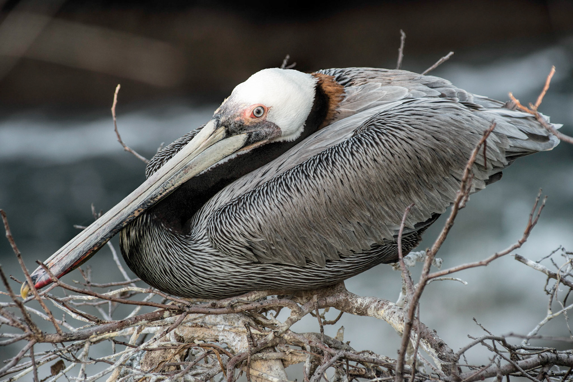 California Brown Pelican, La Jolla, CA, 2013
