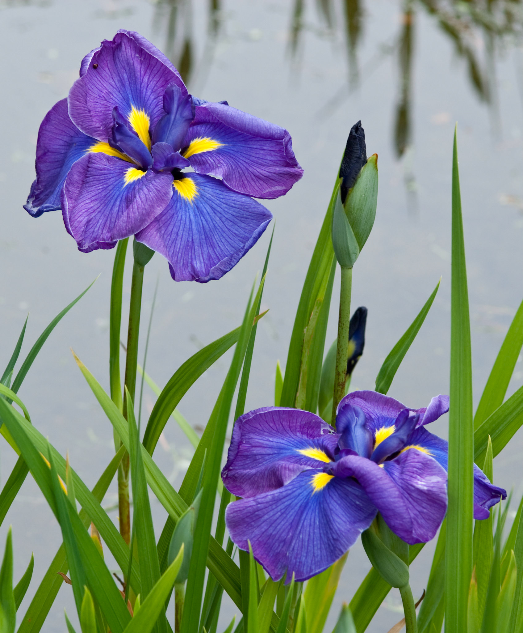 Irises, Japanese Tea Garden, Golden Gate Park, San Francisco, 2009