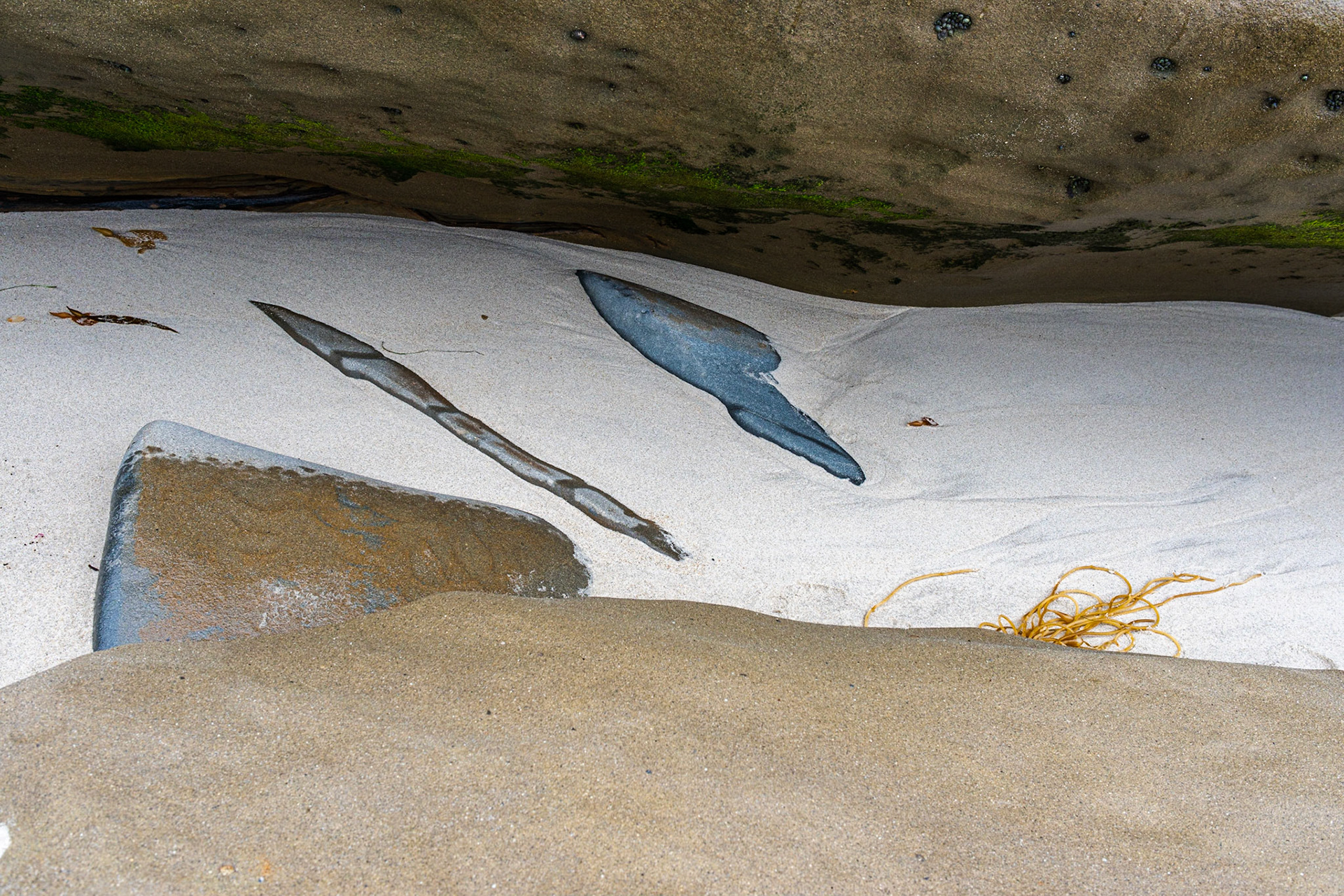 La Jolla Coastal Rock Study 12, 2015