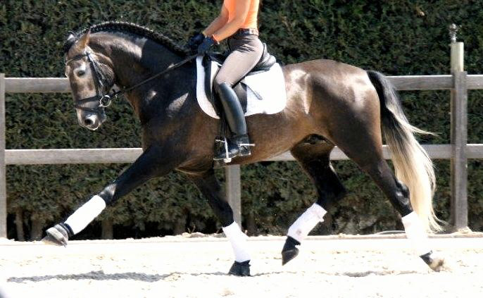 PRE Dressage Talent, 3 years / años