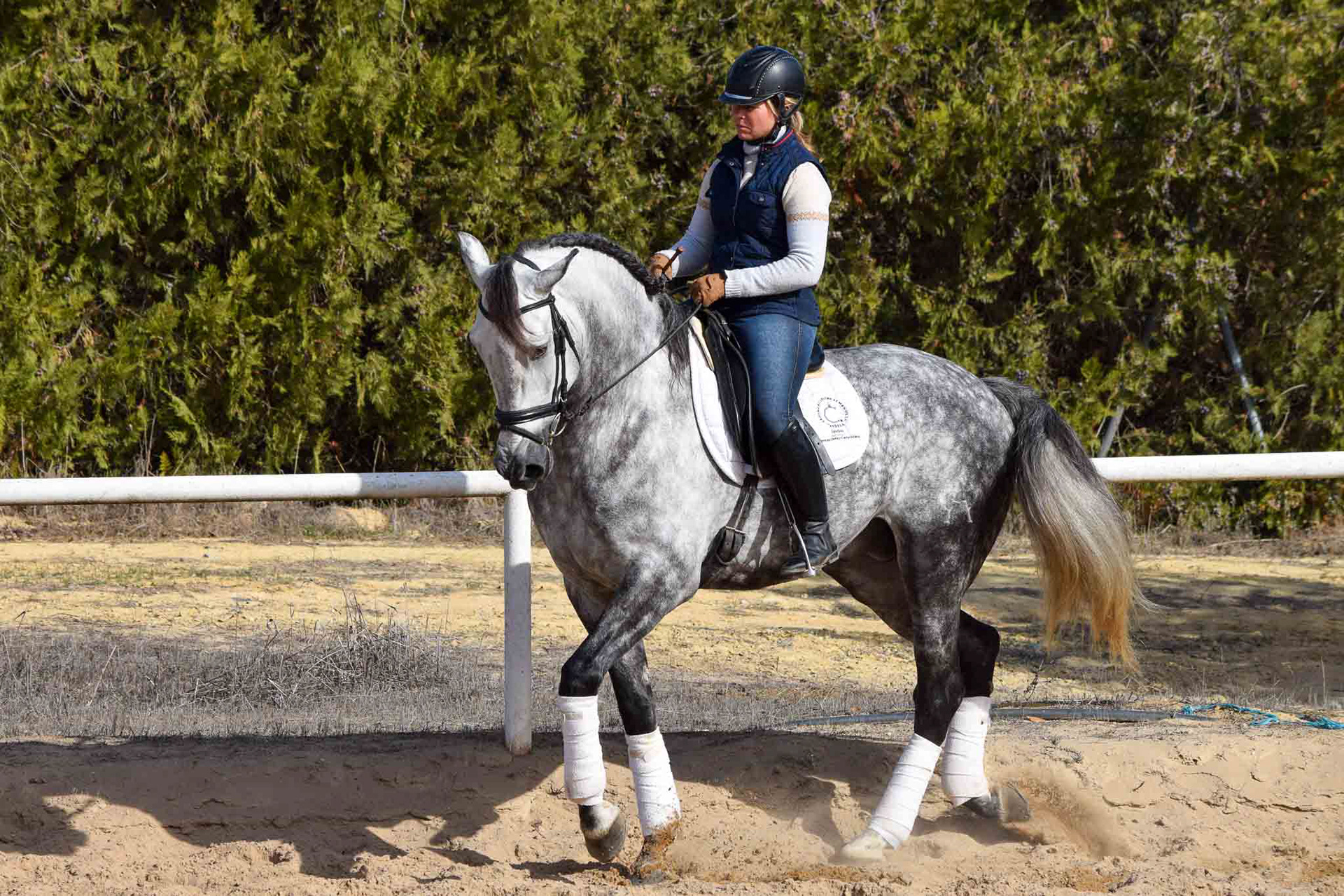 PRE Andalusian Grand Prix Prospect