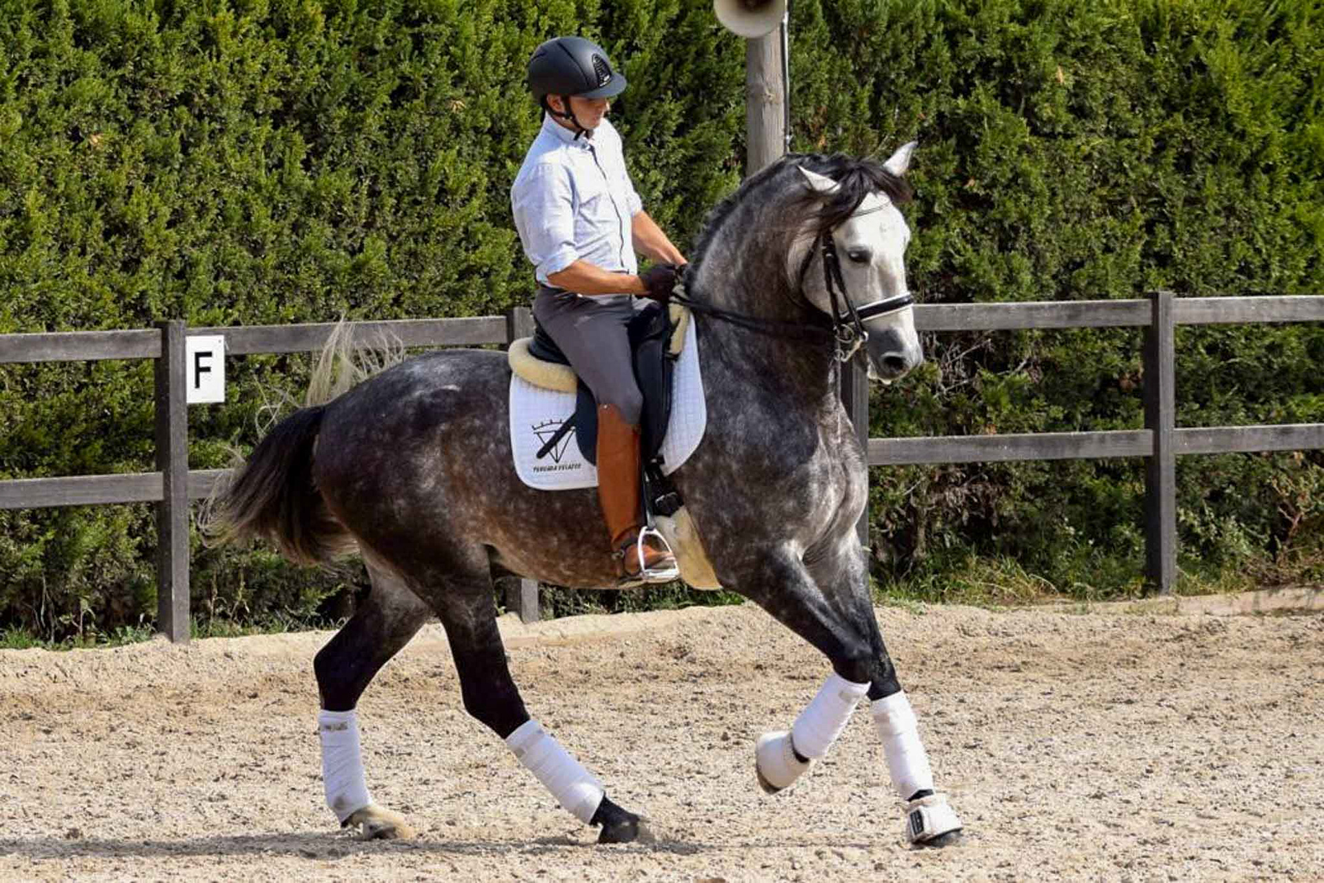 Pirouette - PRE Andalusian Ambicoso VG. © CavalReal