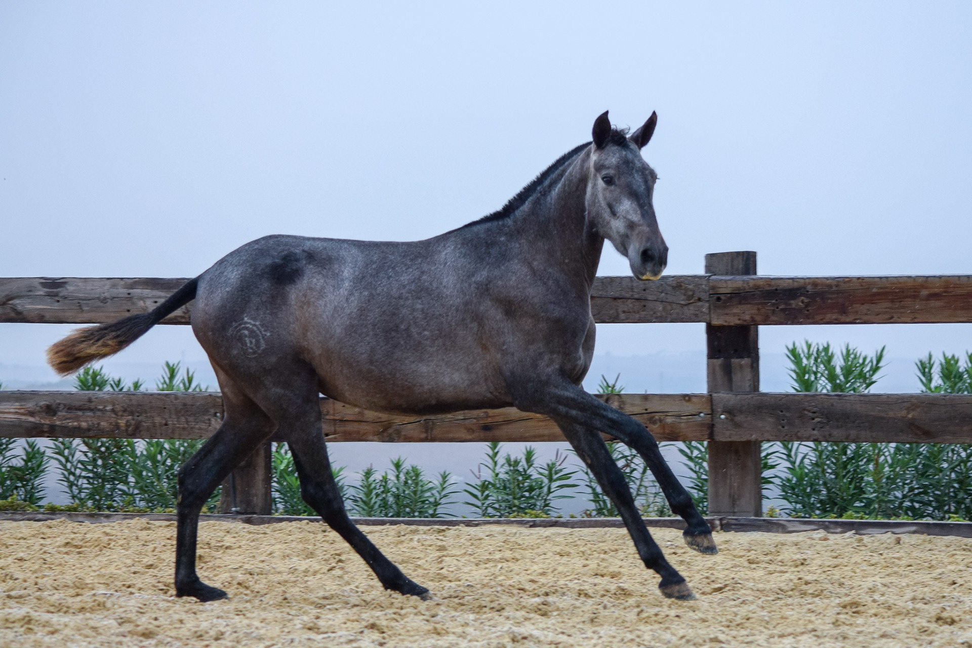 Condesa Real (Fer Bulería x Gramola), 2 years / años. Photo © CavalReal