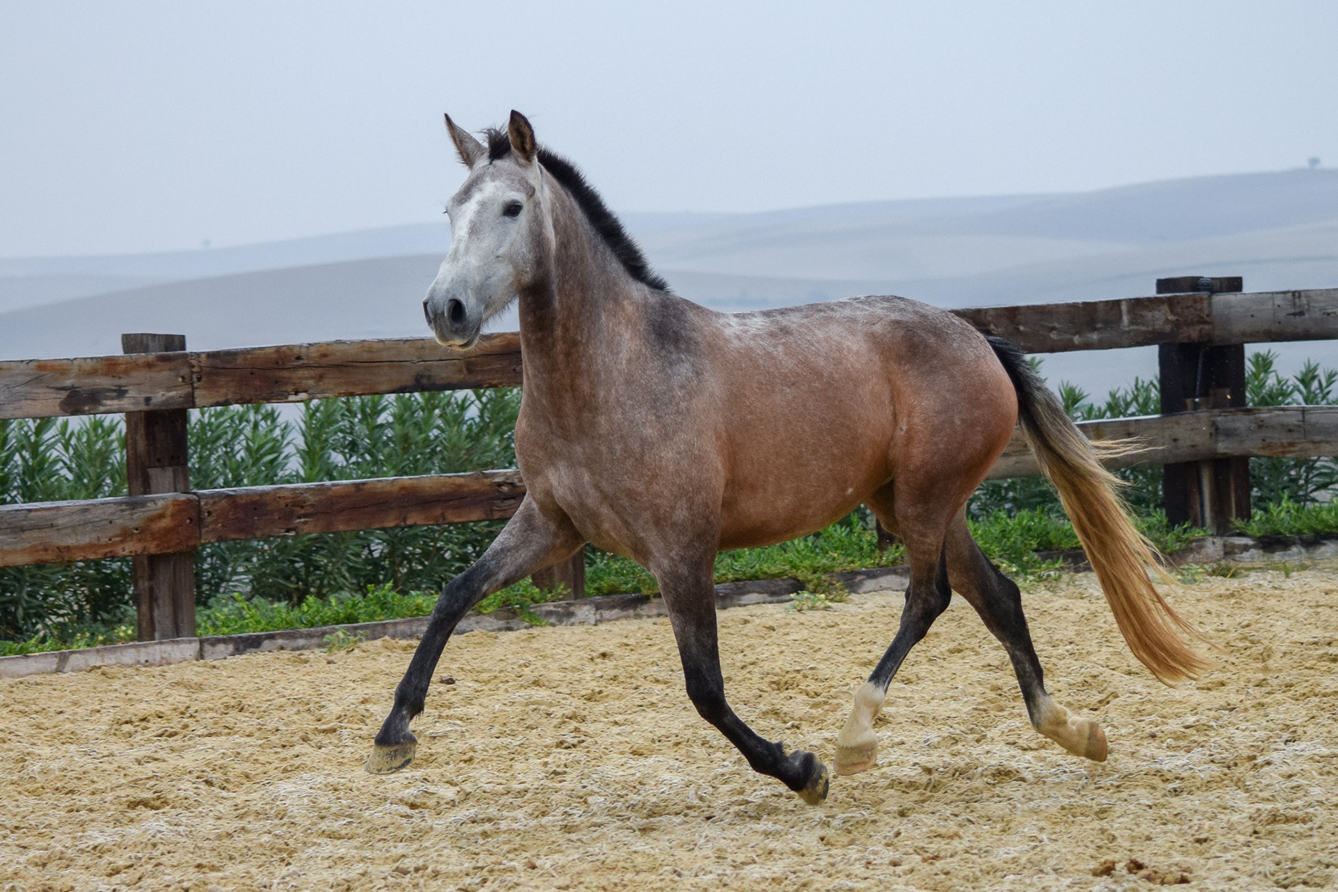 Bohemia Real, Pura Raza Española, 2 years / años