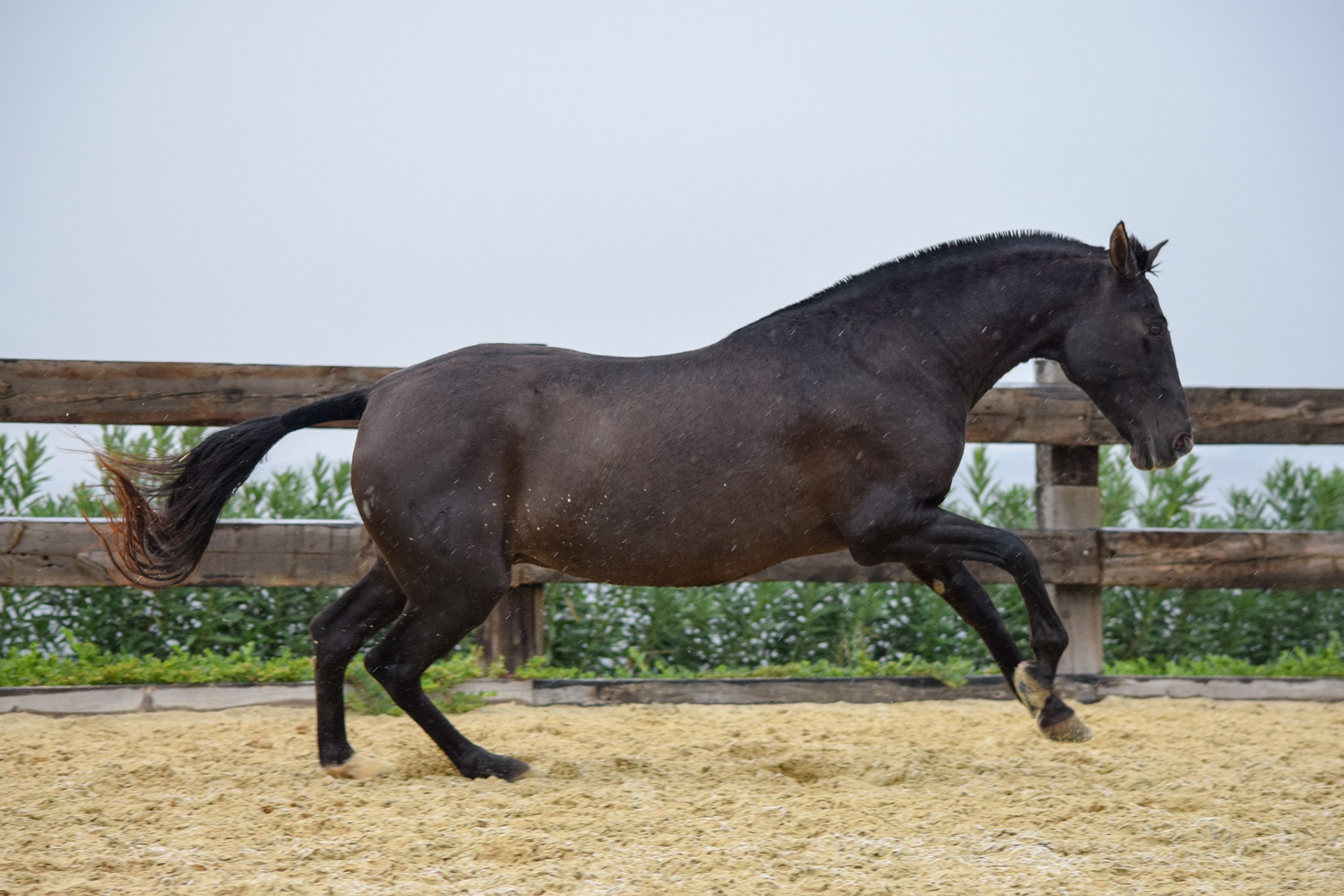 Inducida IV, CavalReal PRE Brood Mare. © CavalReal