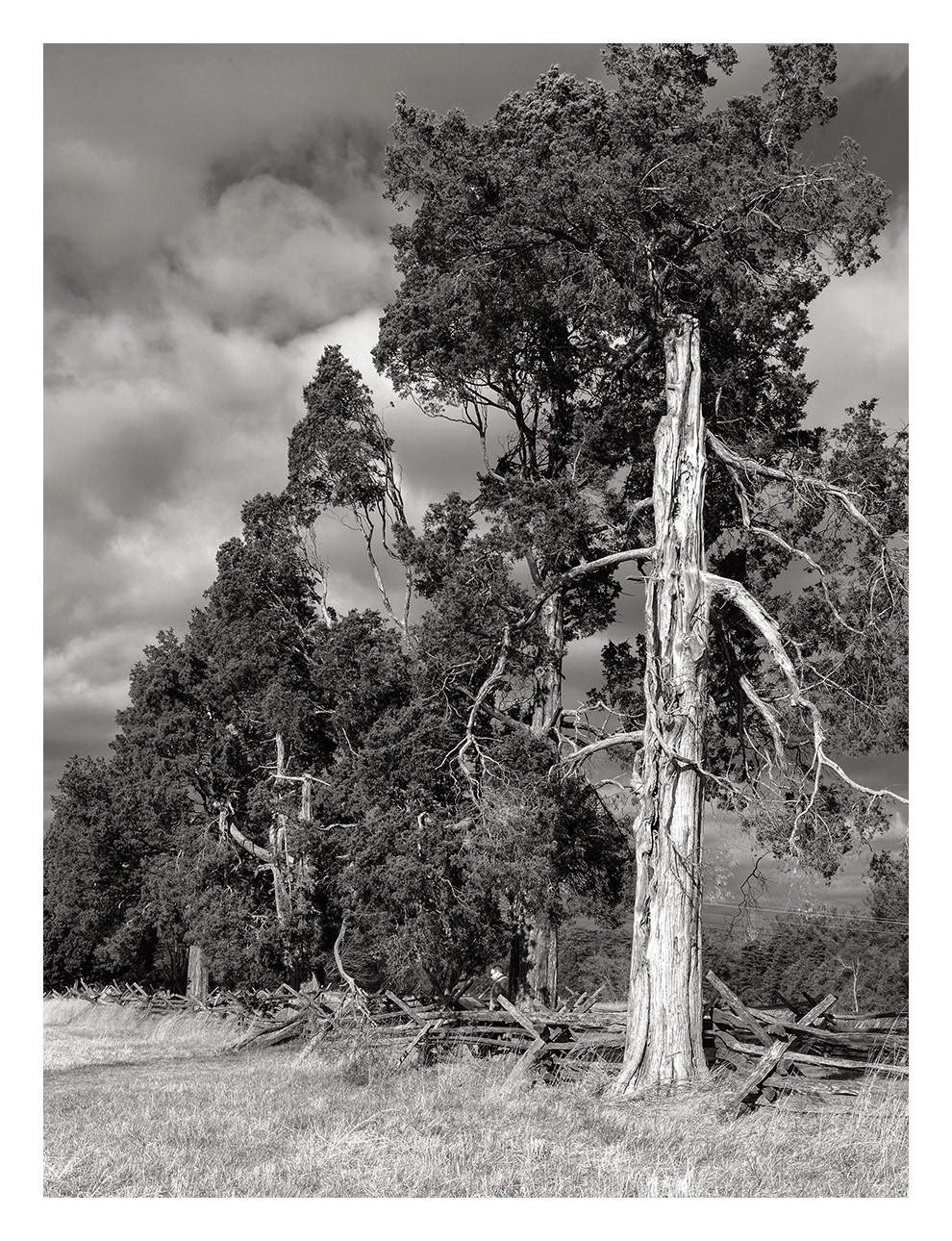 Manassas Trees, Virginia