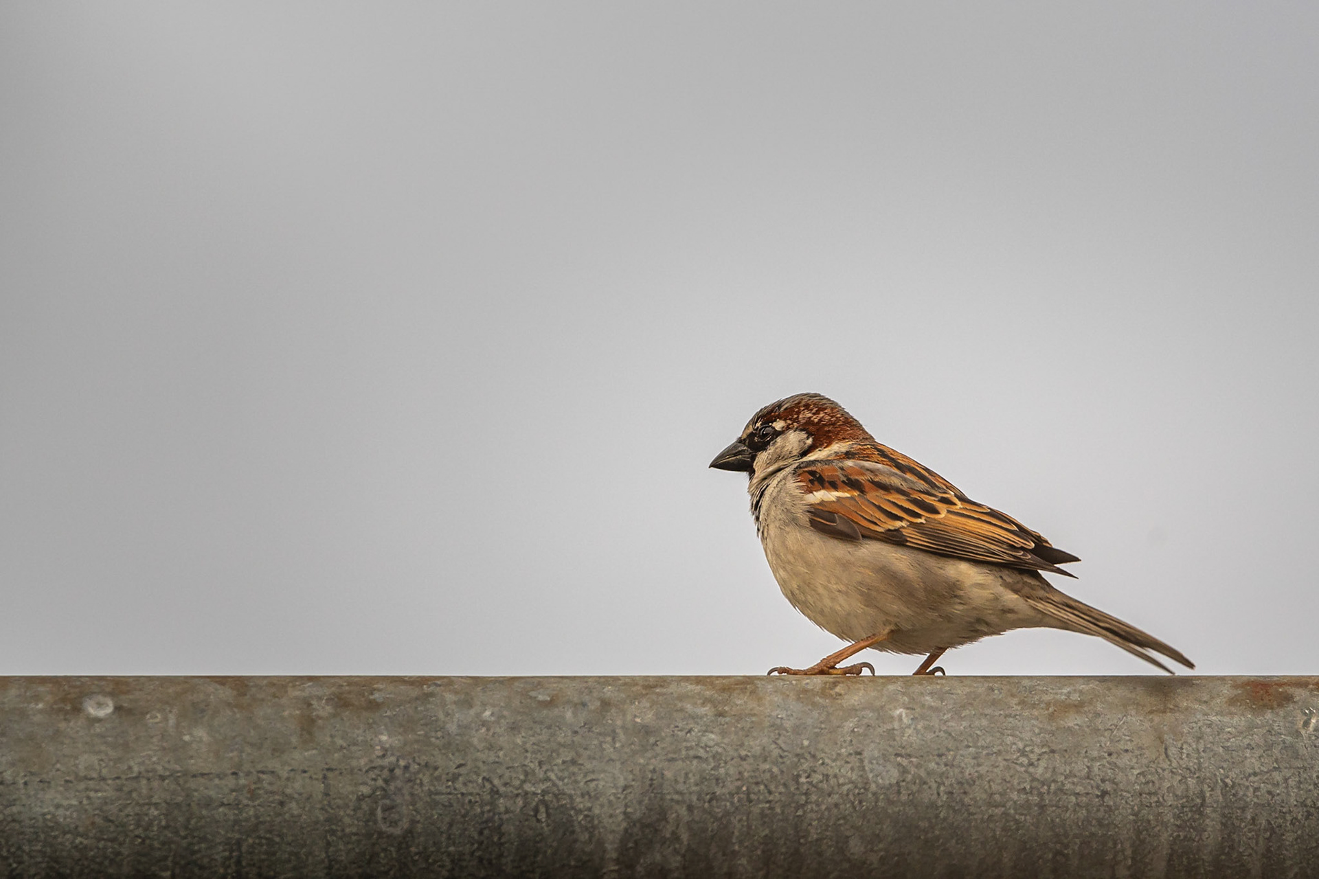 Sparrow - Hampton, NH
