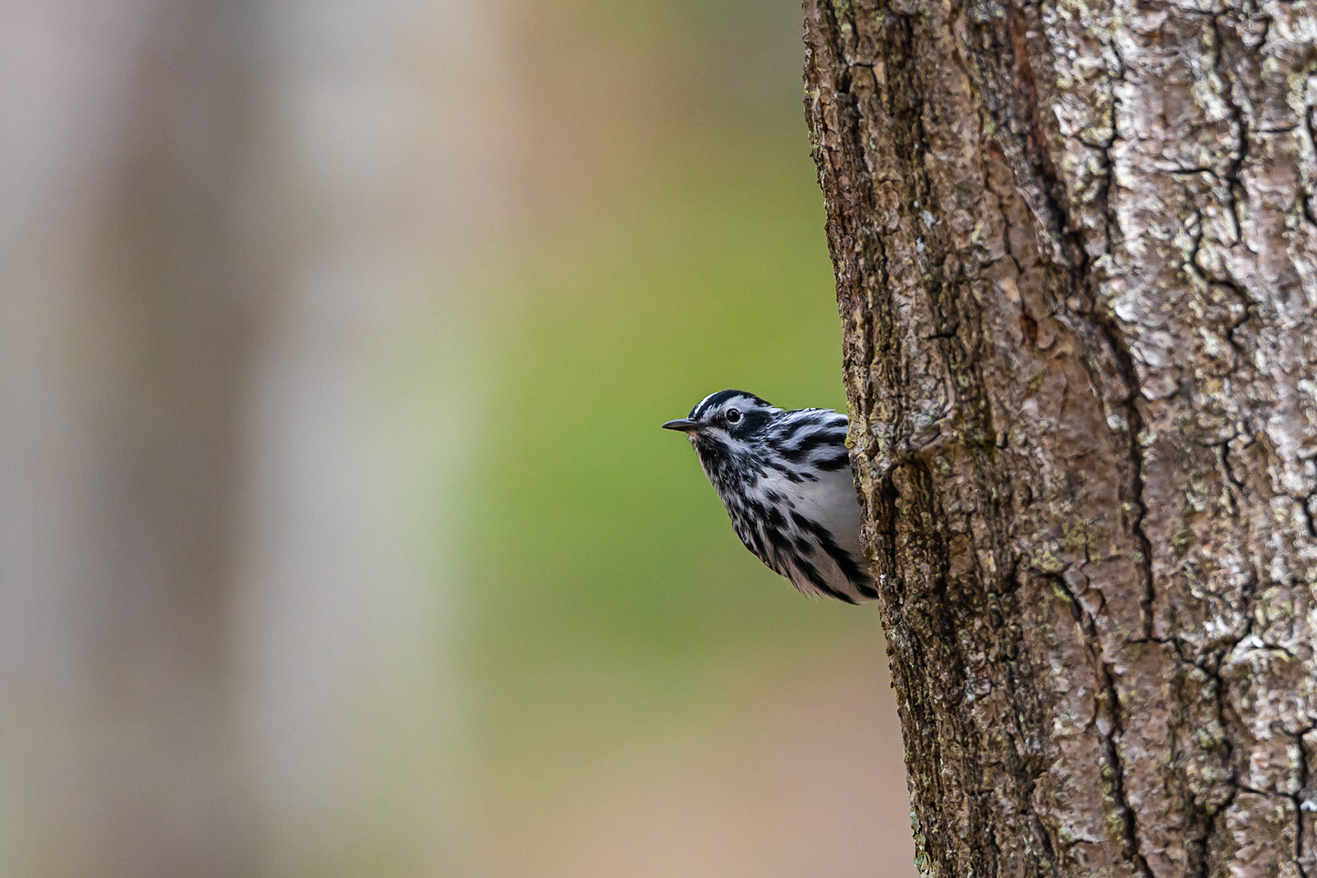 Black-and-White Warbler - Goffstown, NH