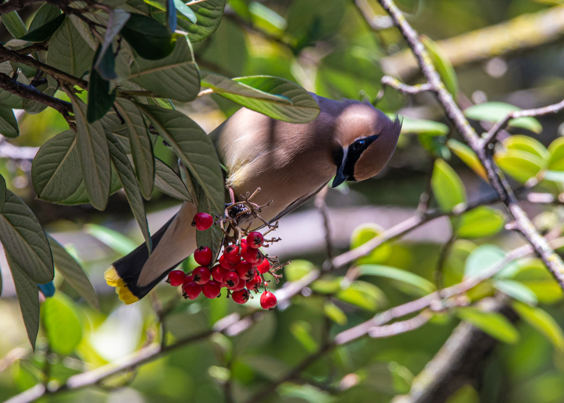 Cedar Waxwing - Seattle, WA