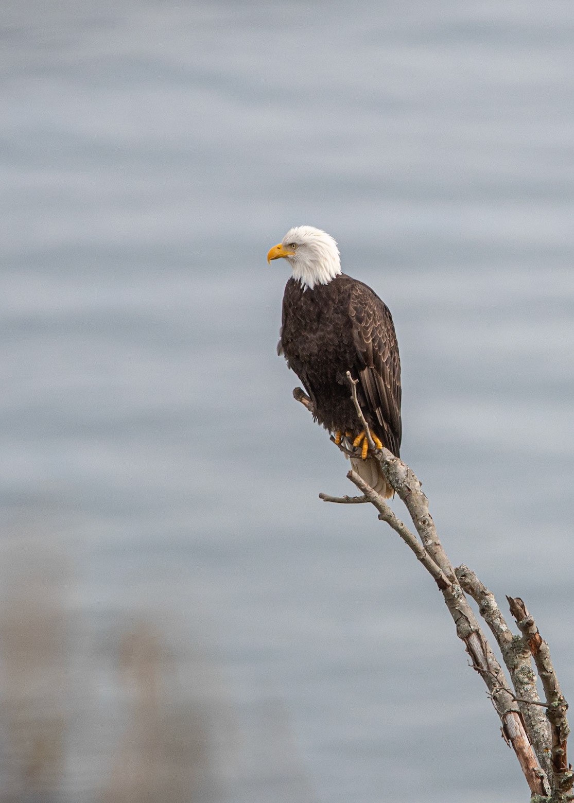 Bald Eagle - Seattle, WA