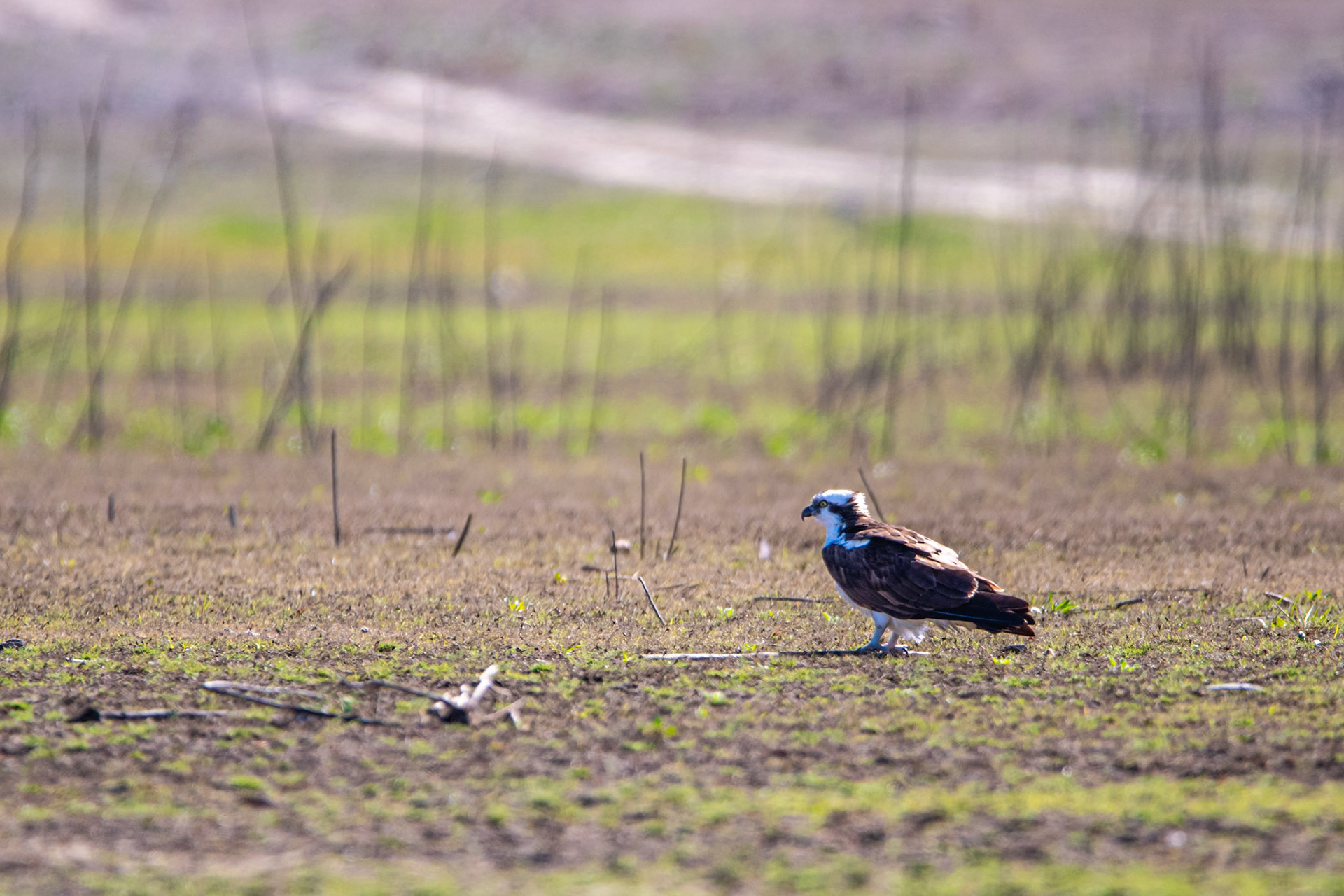Osprey - Silverado, CA
