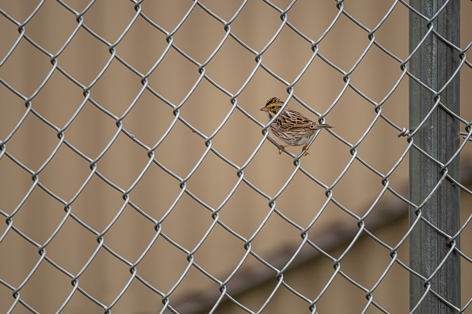 Savannah Sparrow - Exeter, NH