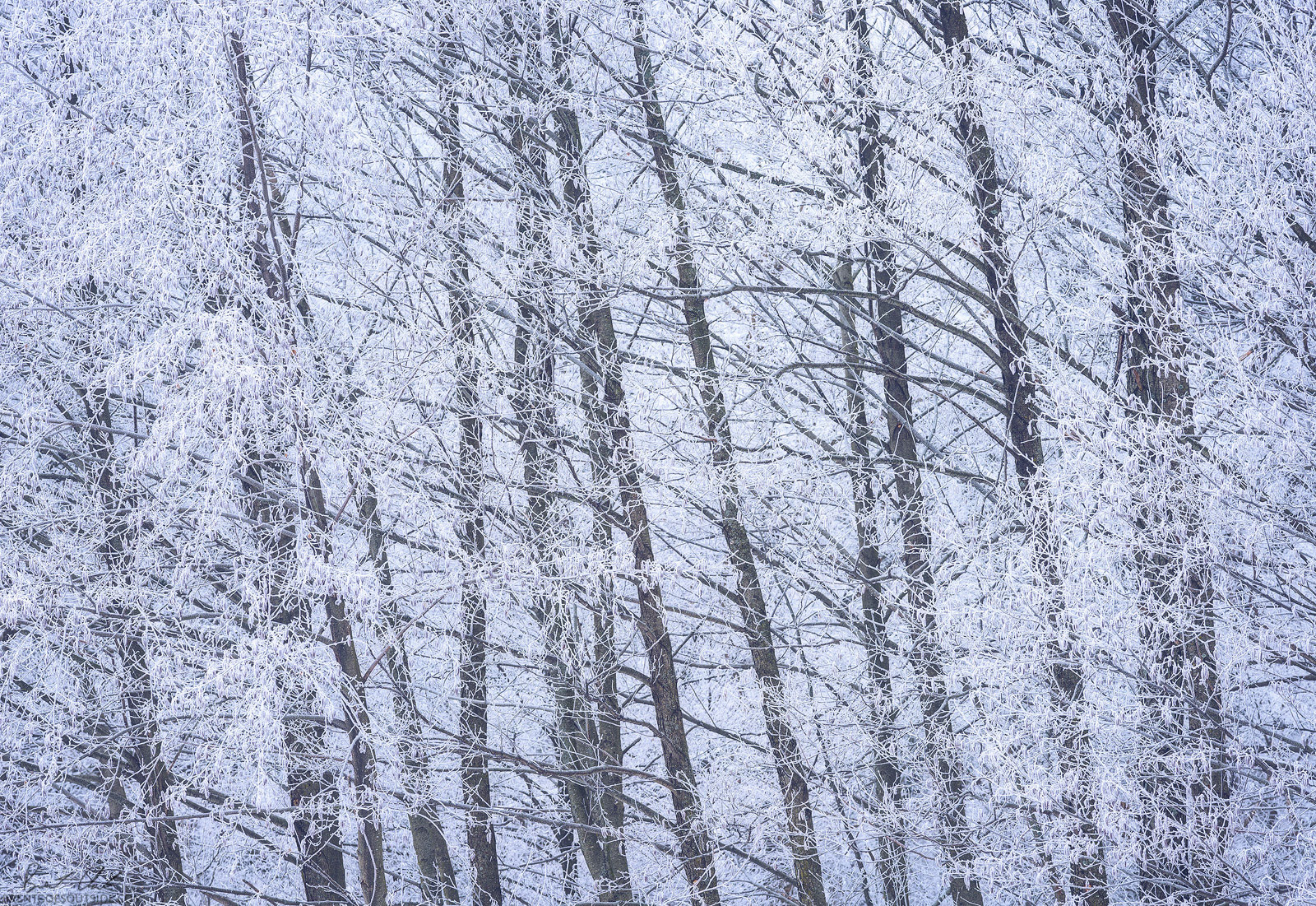 Frosty Trees 3