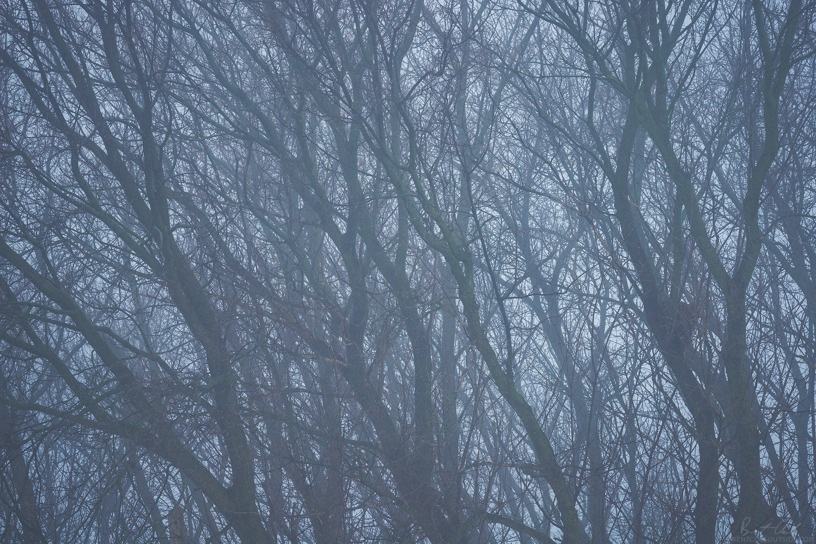 Dark Thicket