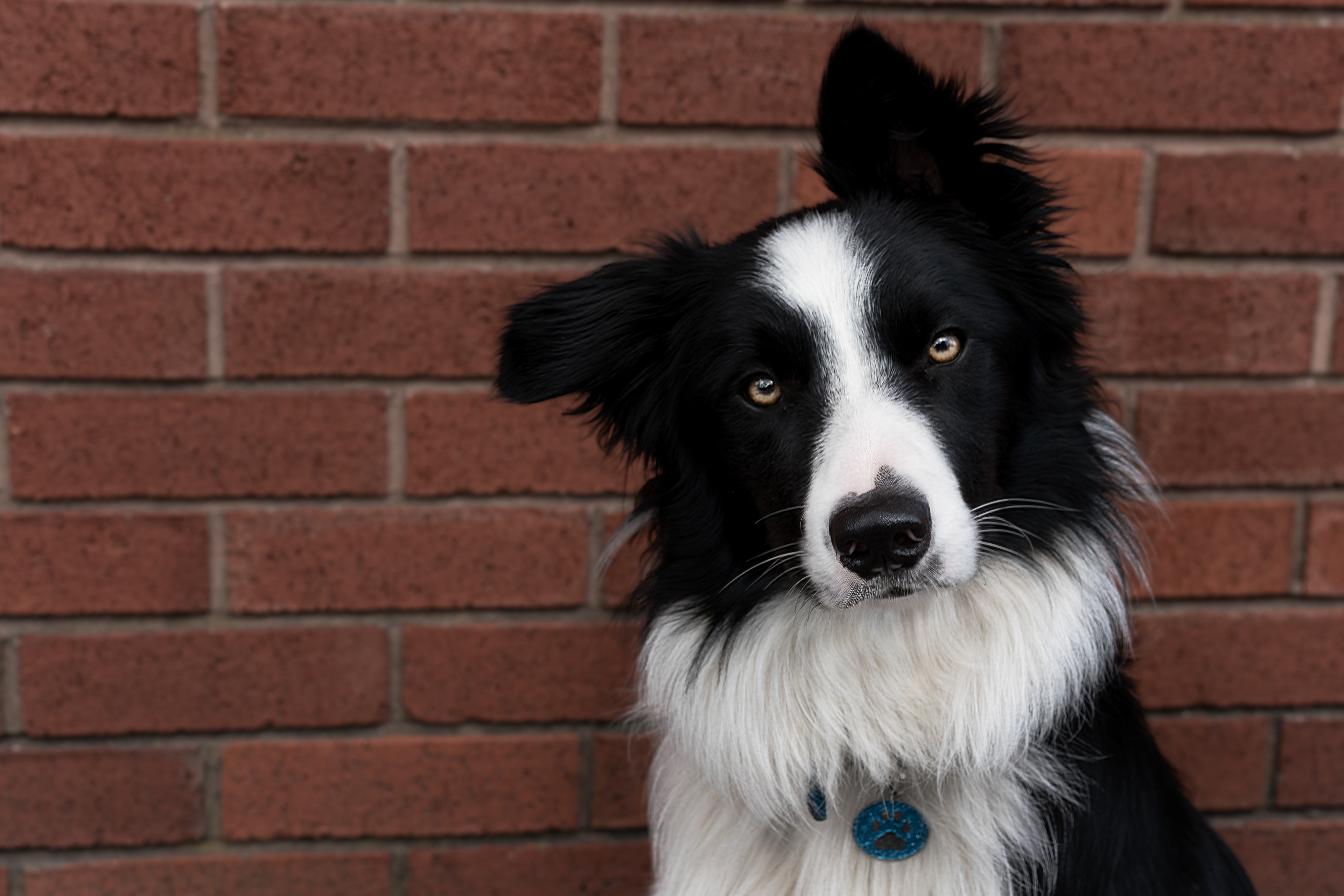 Dog Photography