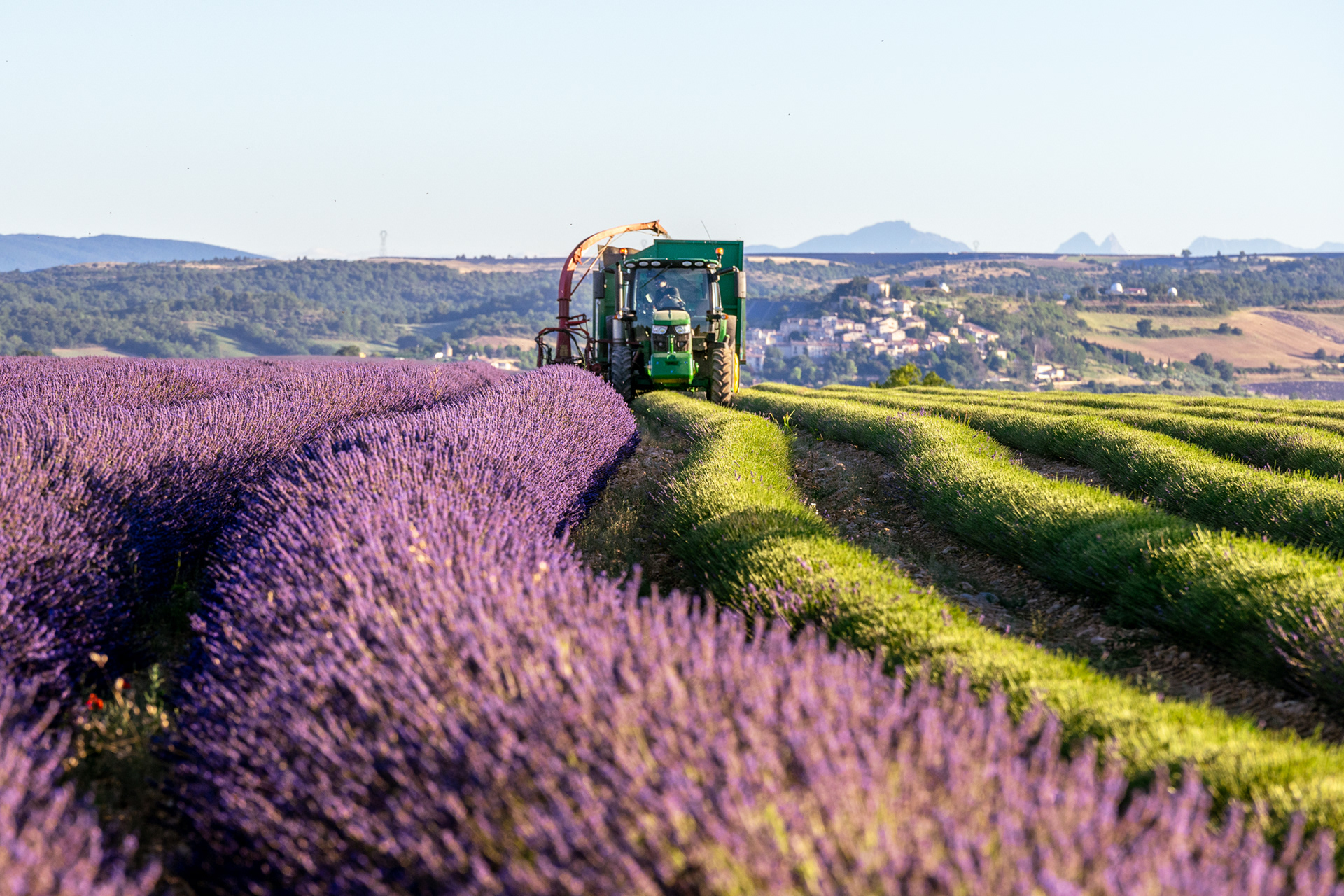 Lavande, Provence 2021