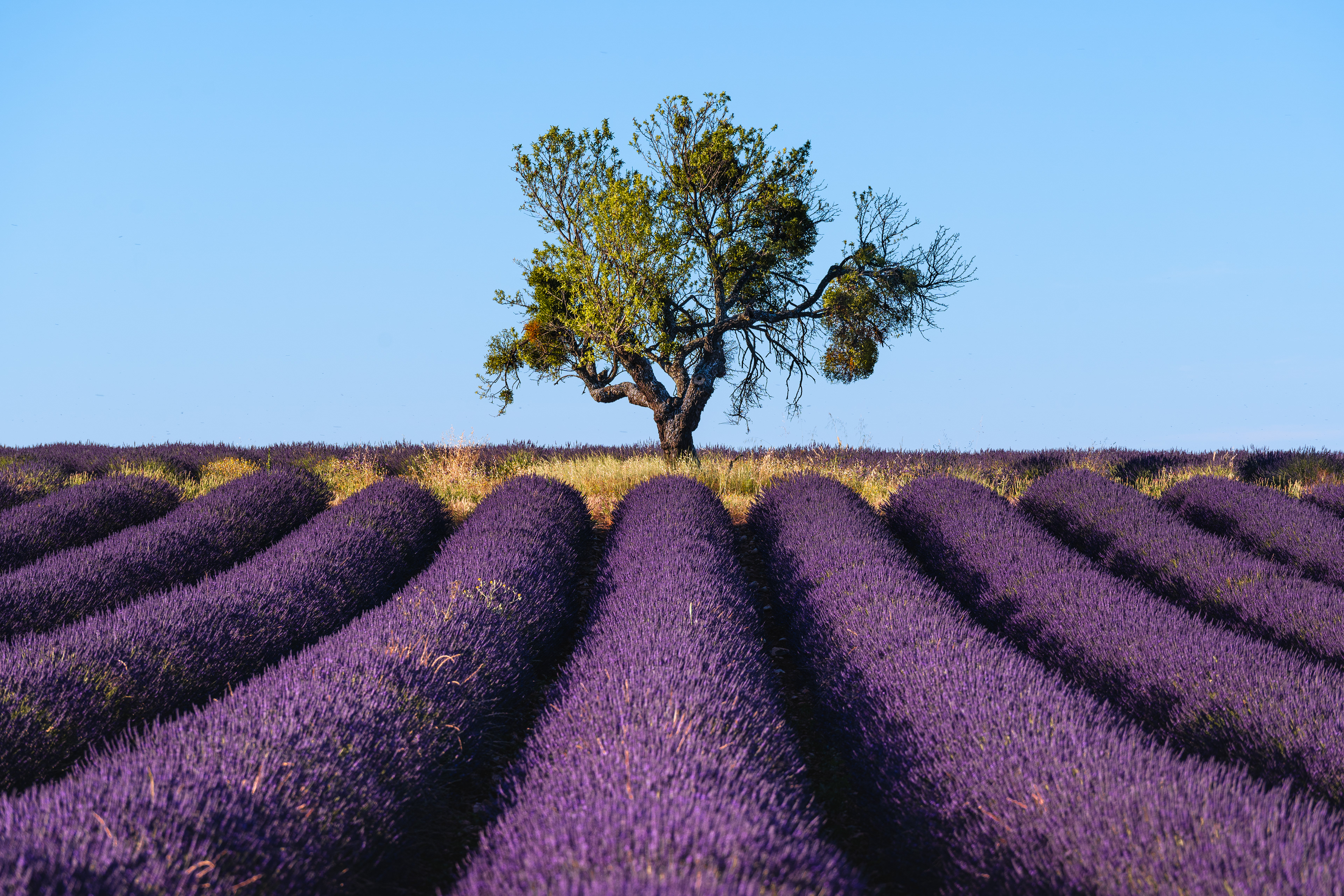 Lavandes, Provence 2021