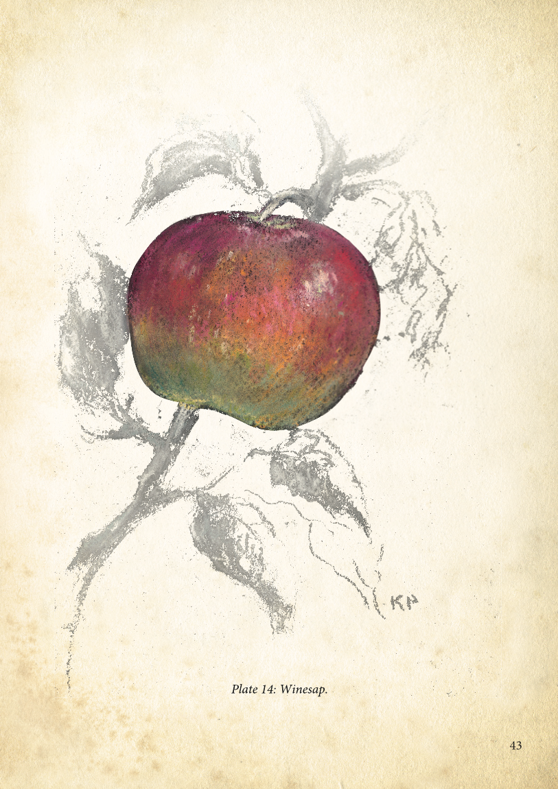 Apples in Early Days layout
