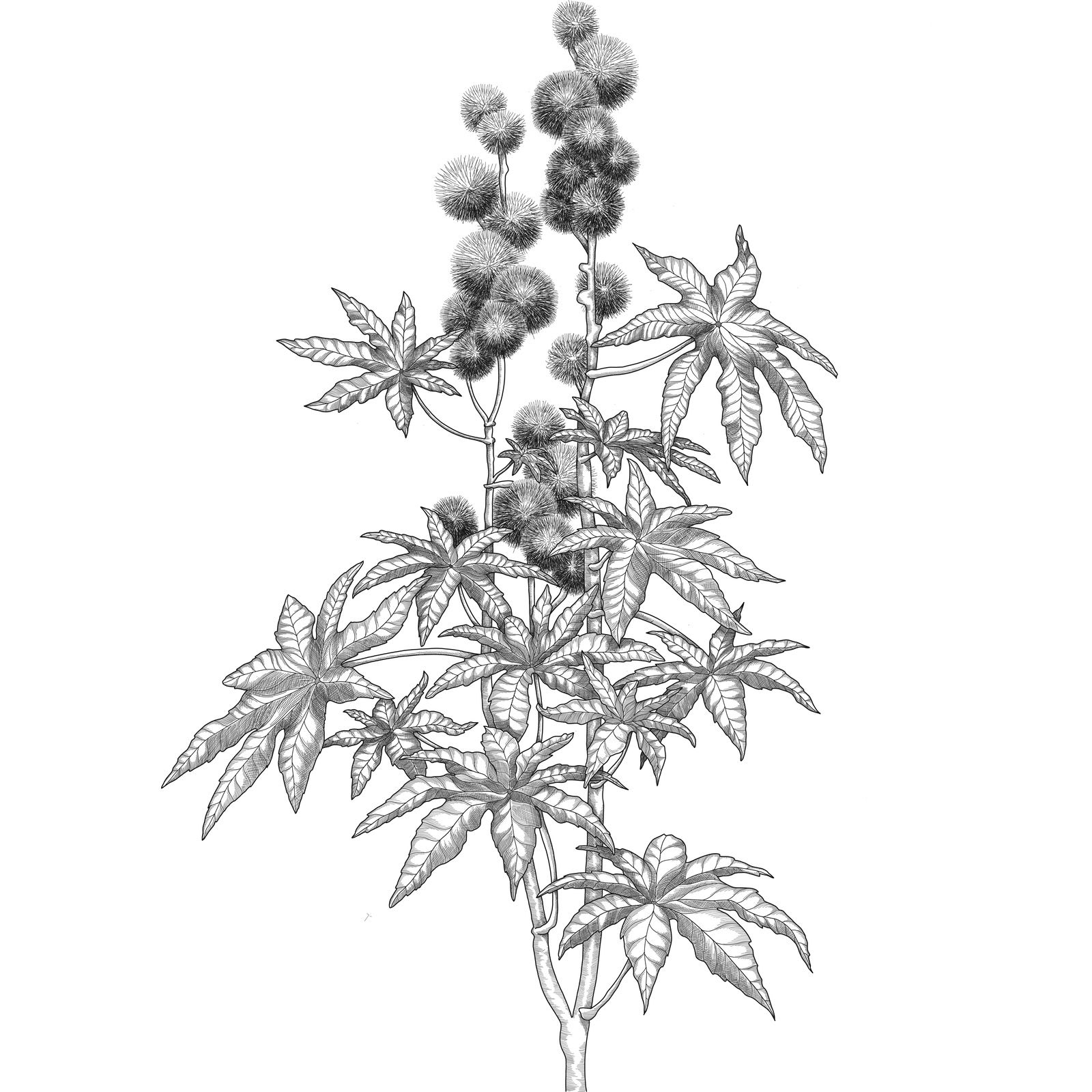Castor (Ricinus communis)